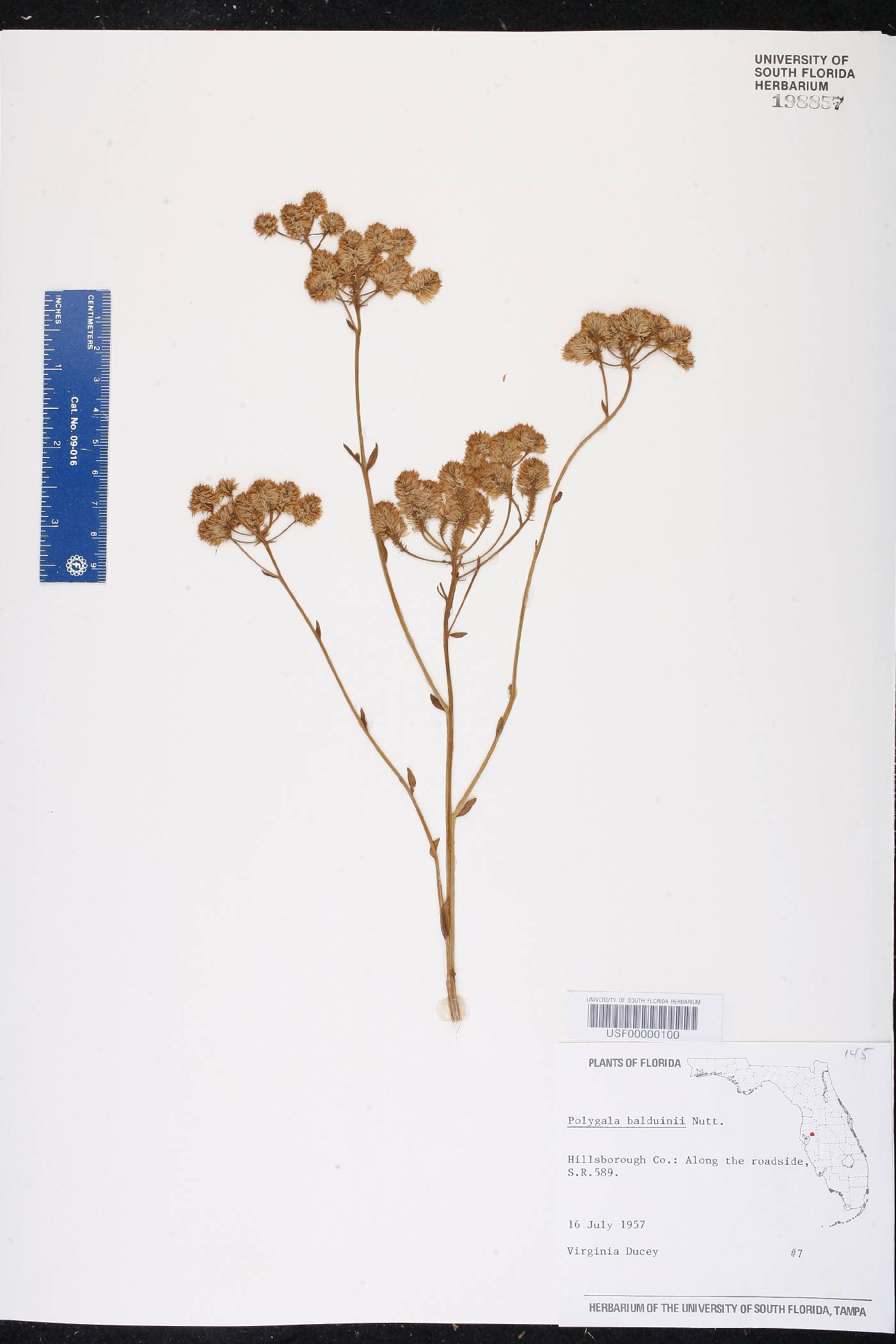 Polygala balduinii image