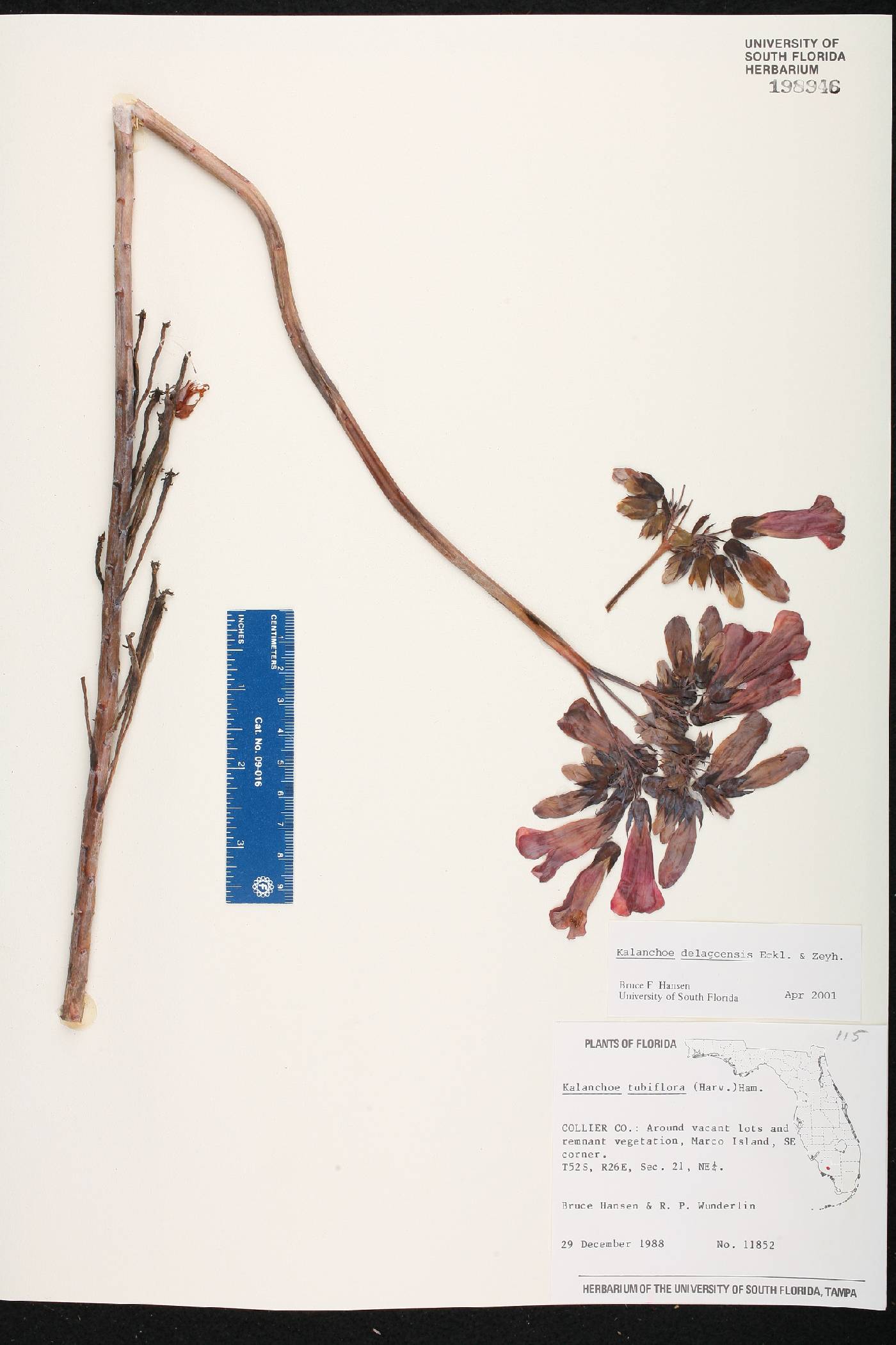 Kalanchoe delagoensis image