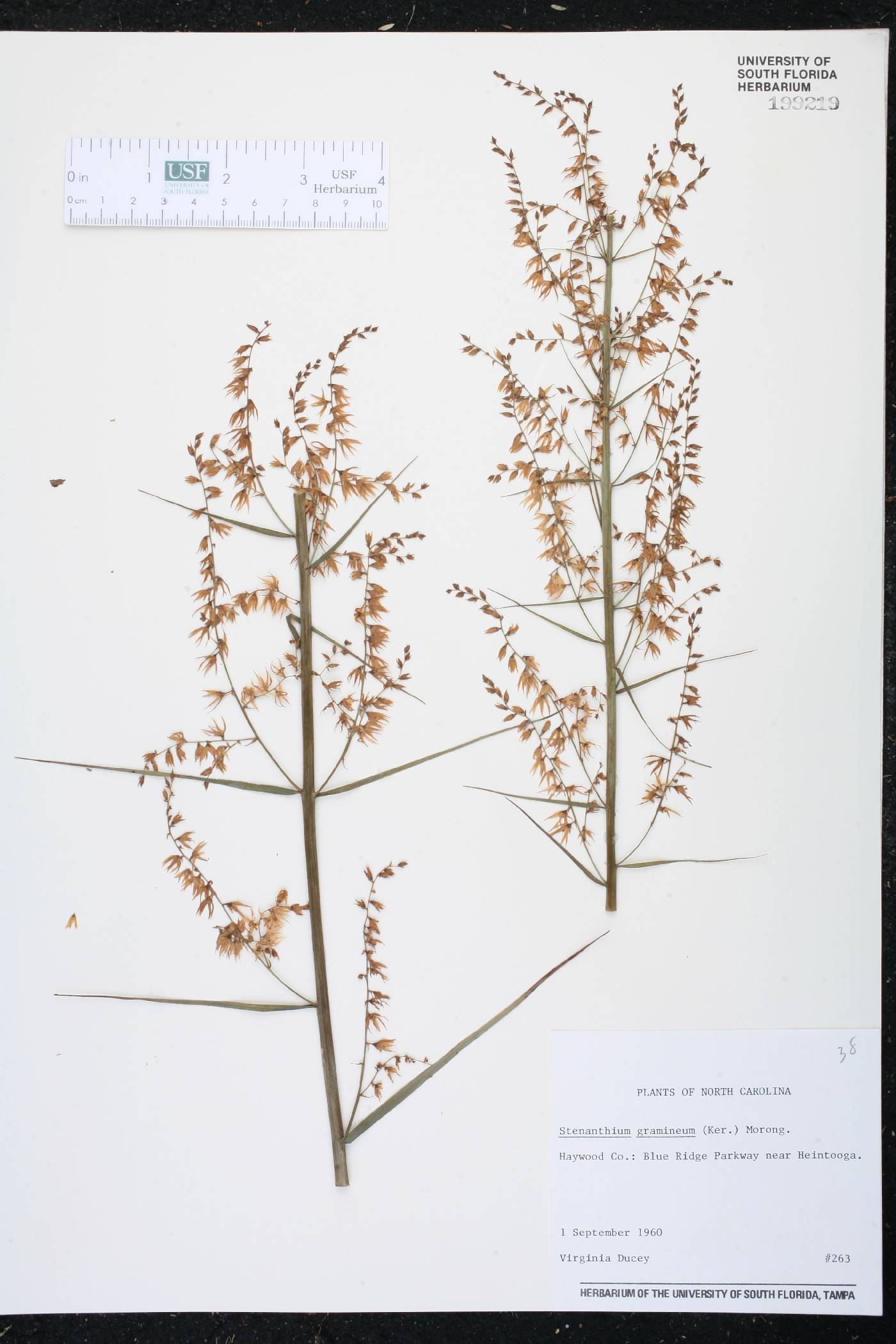 Stenanthium gramineum image