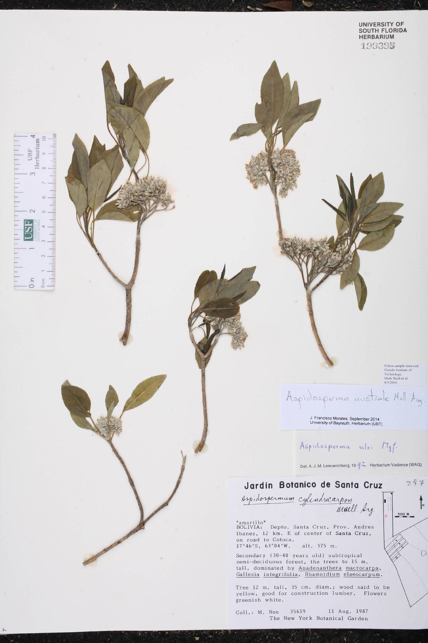 Aspidosperma australe image