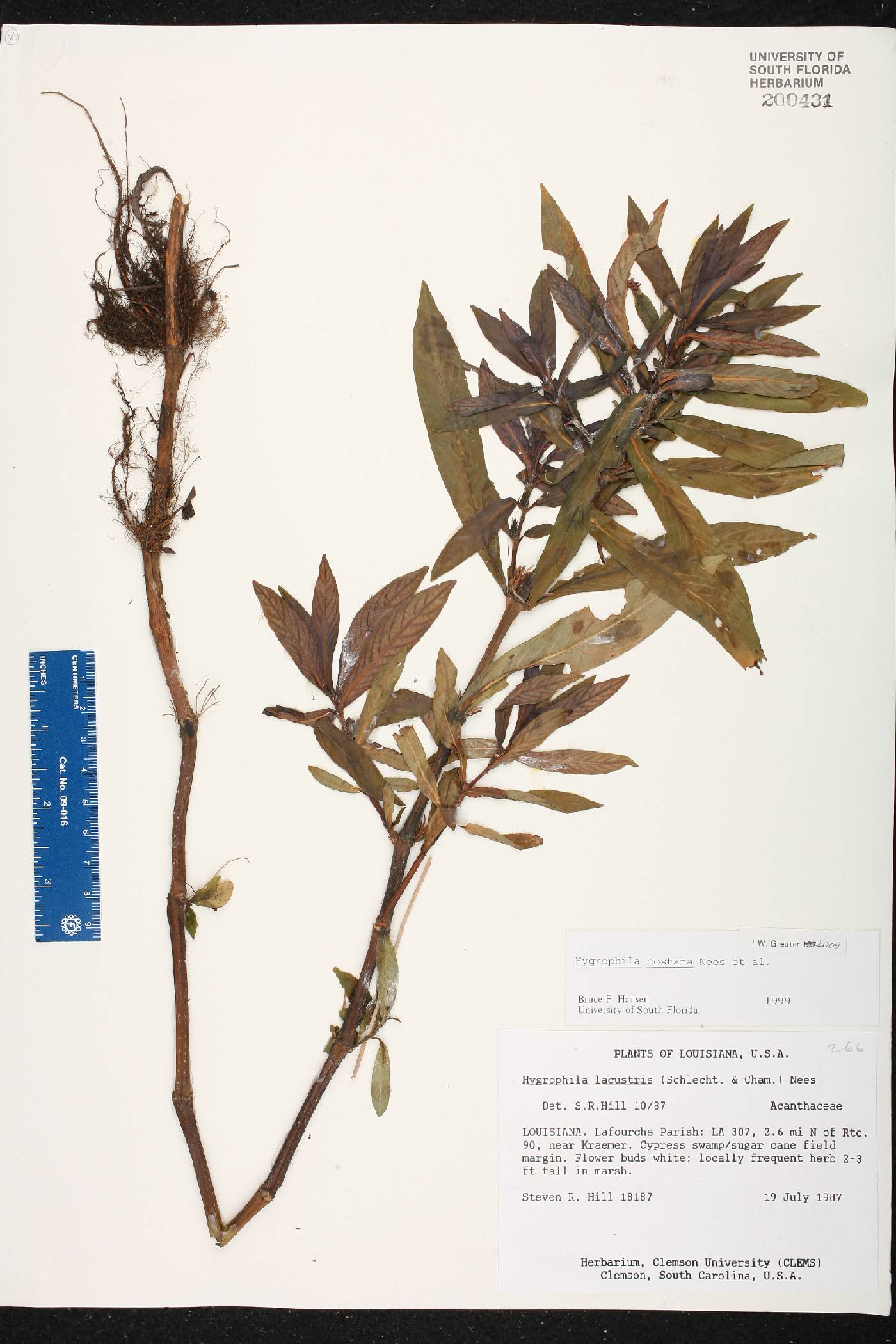 Hygrophila costata image