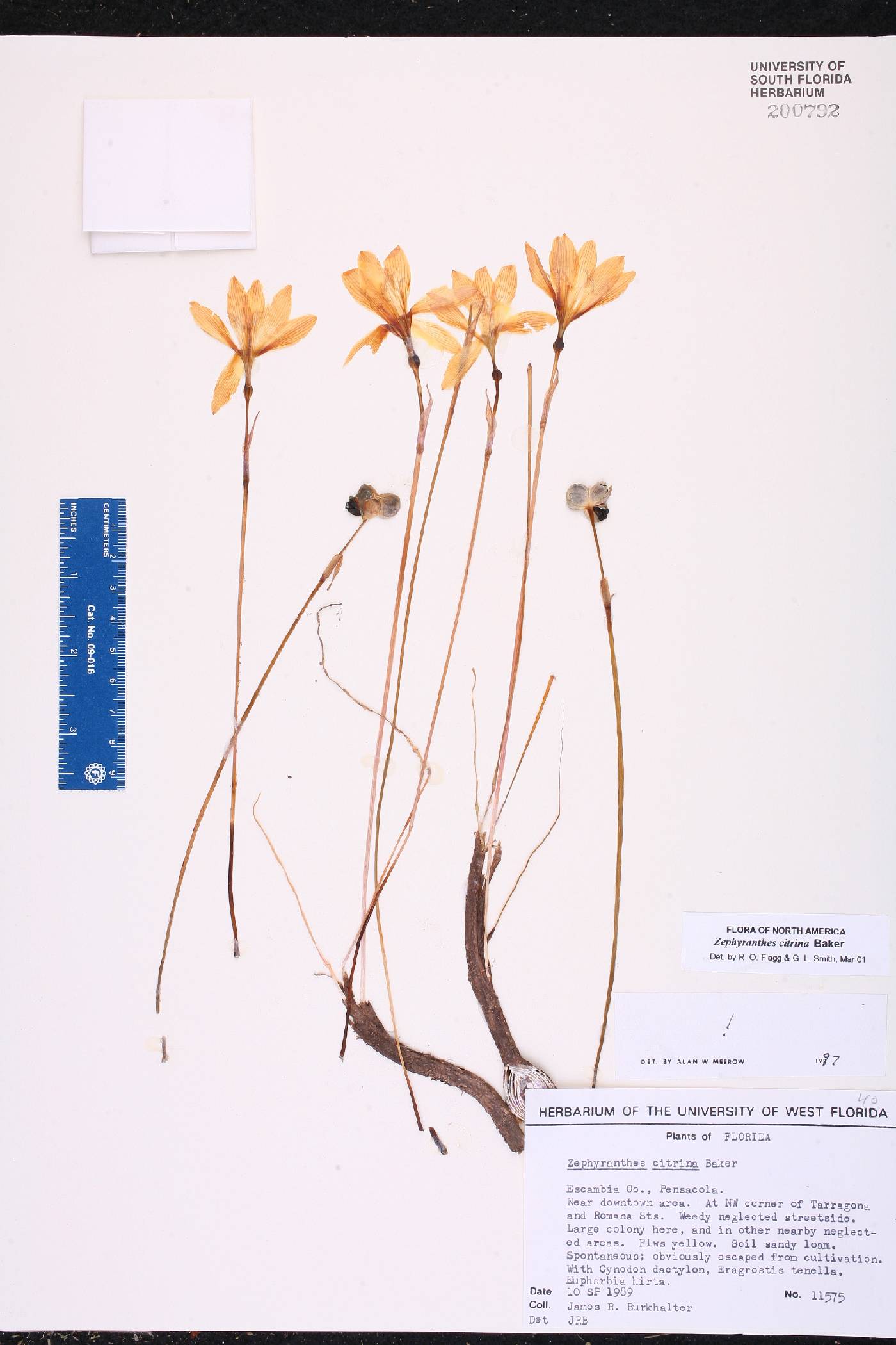 Zephyranthes citrina image