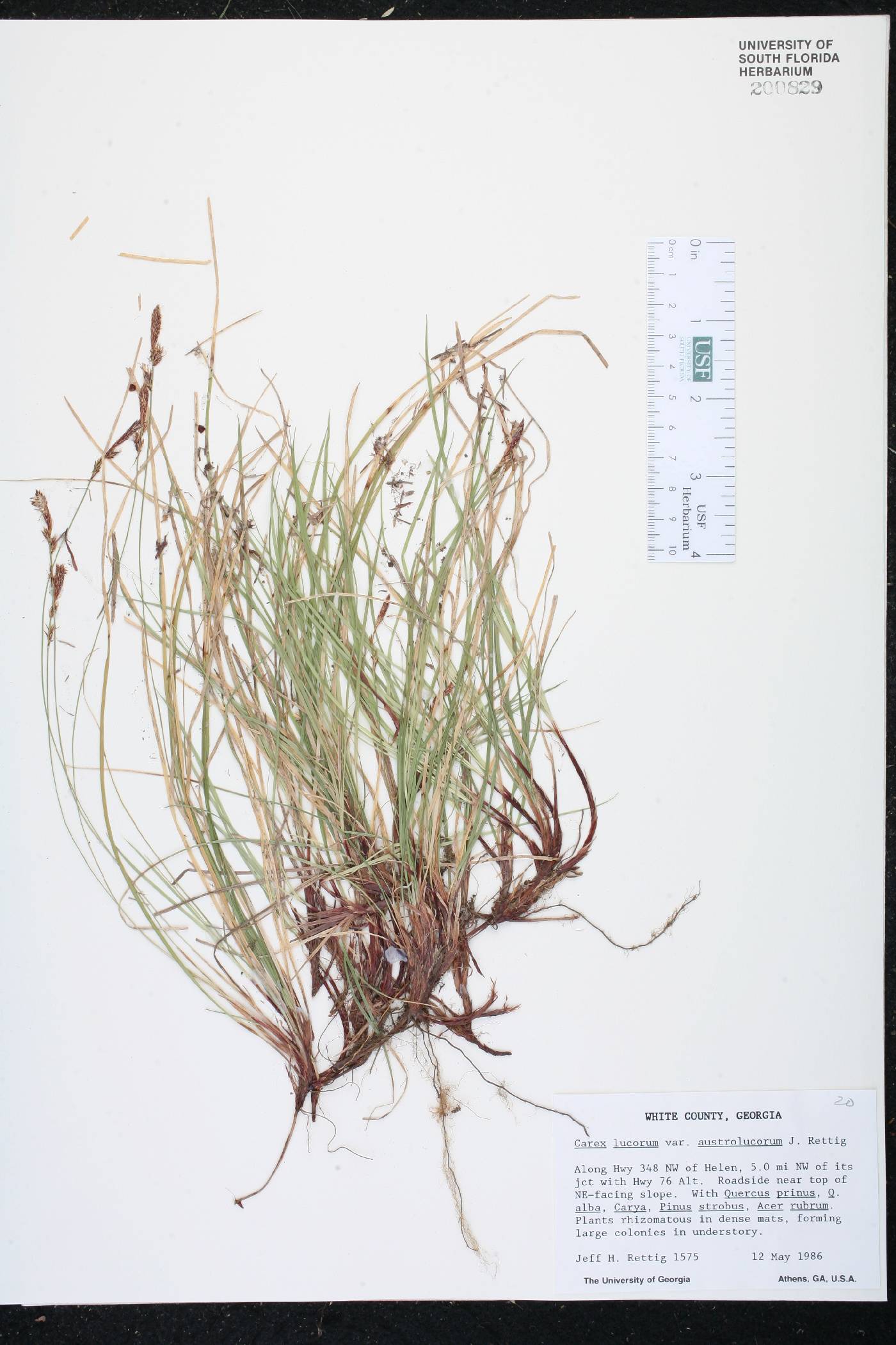 Carex lucorum image