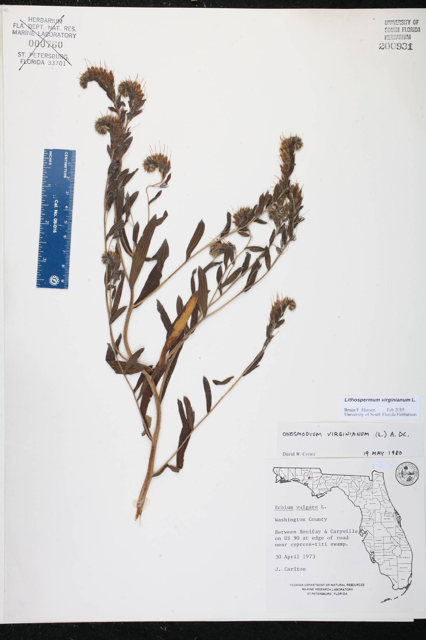 Onosmodium virginianum image