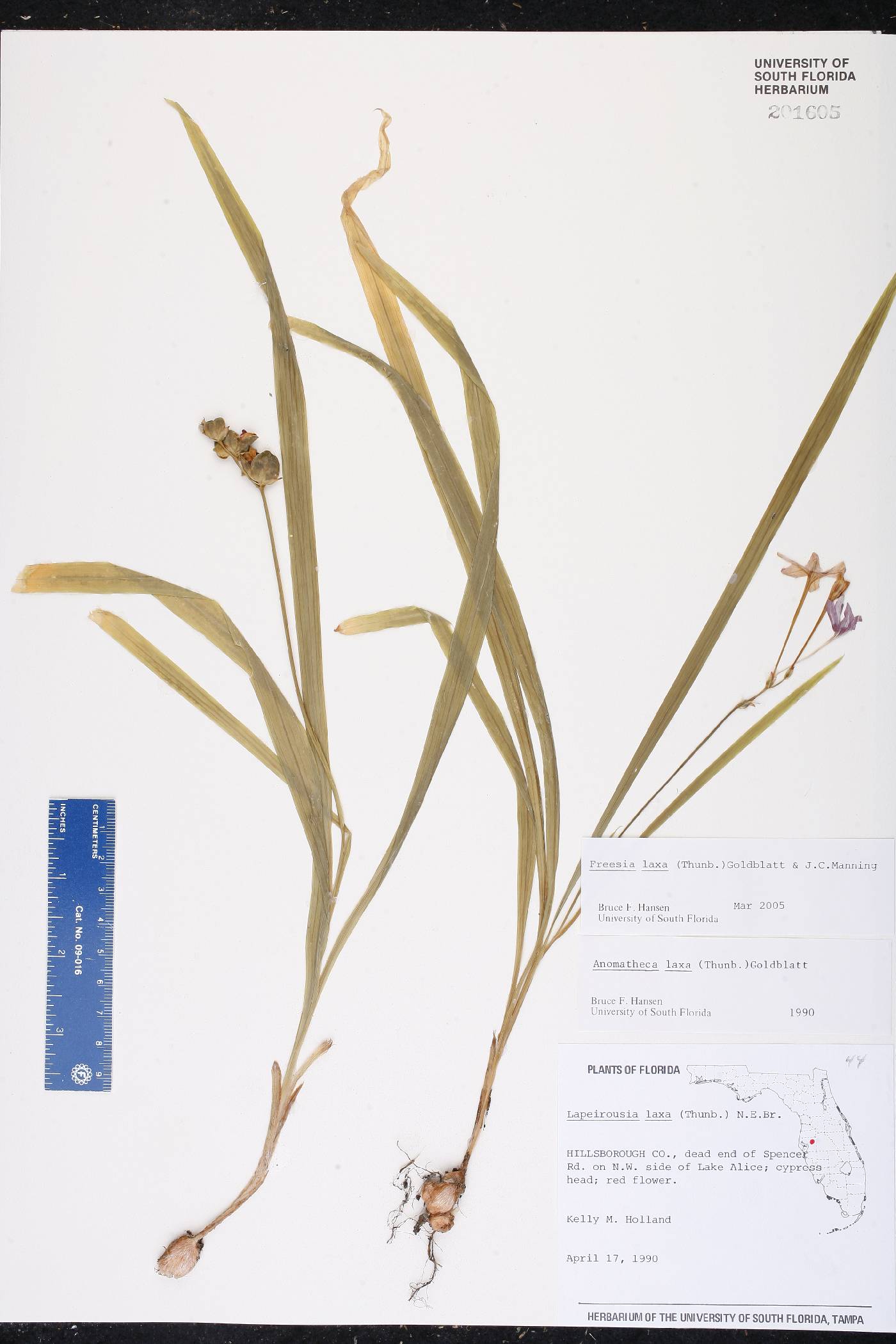 Freesia laxa image