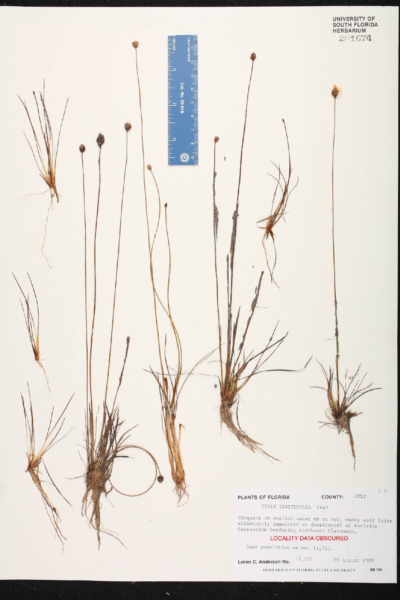 Xyris isoetifolia image