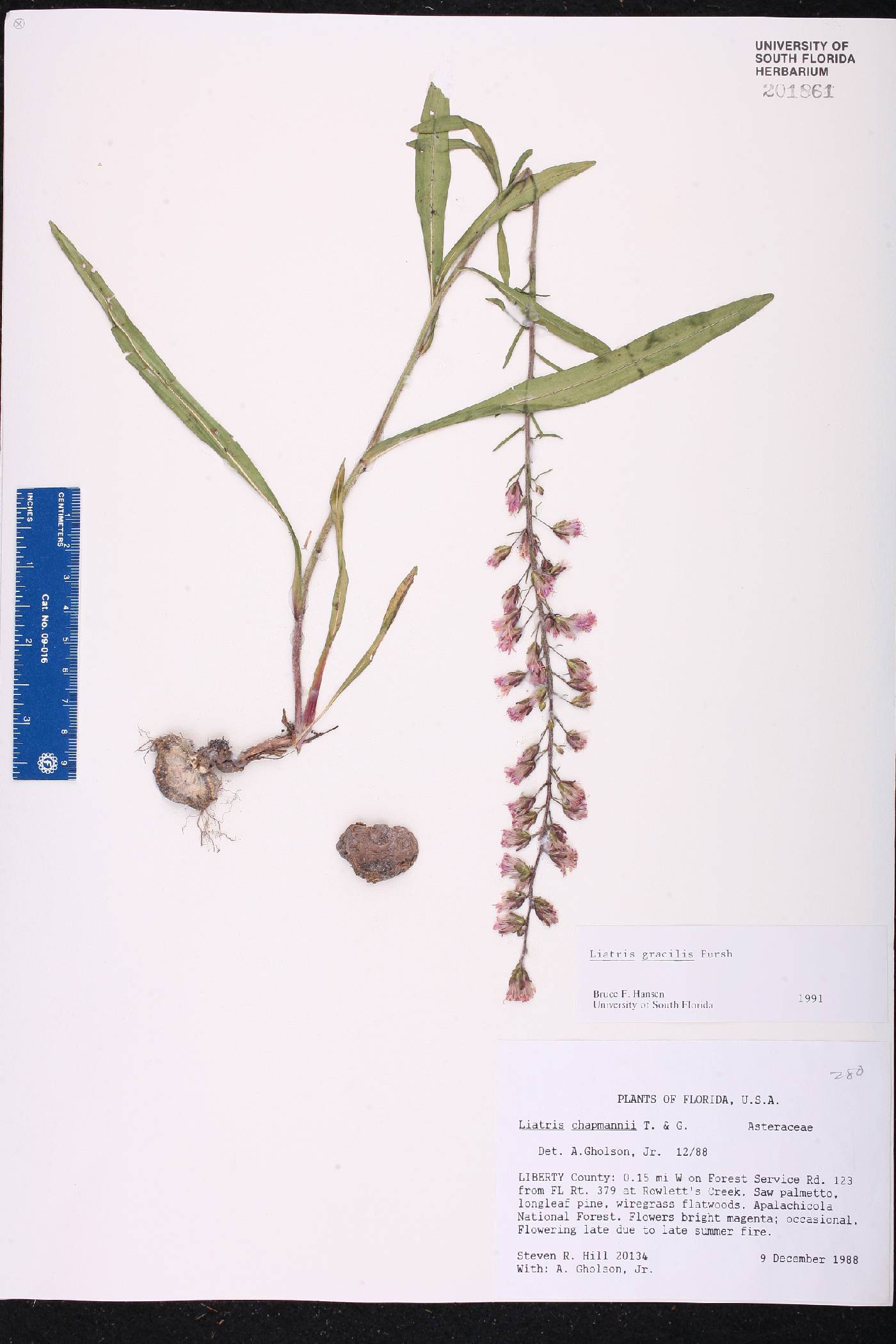Liatris gracilis image