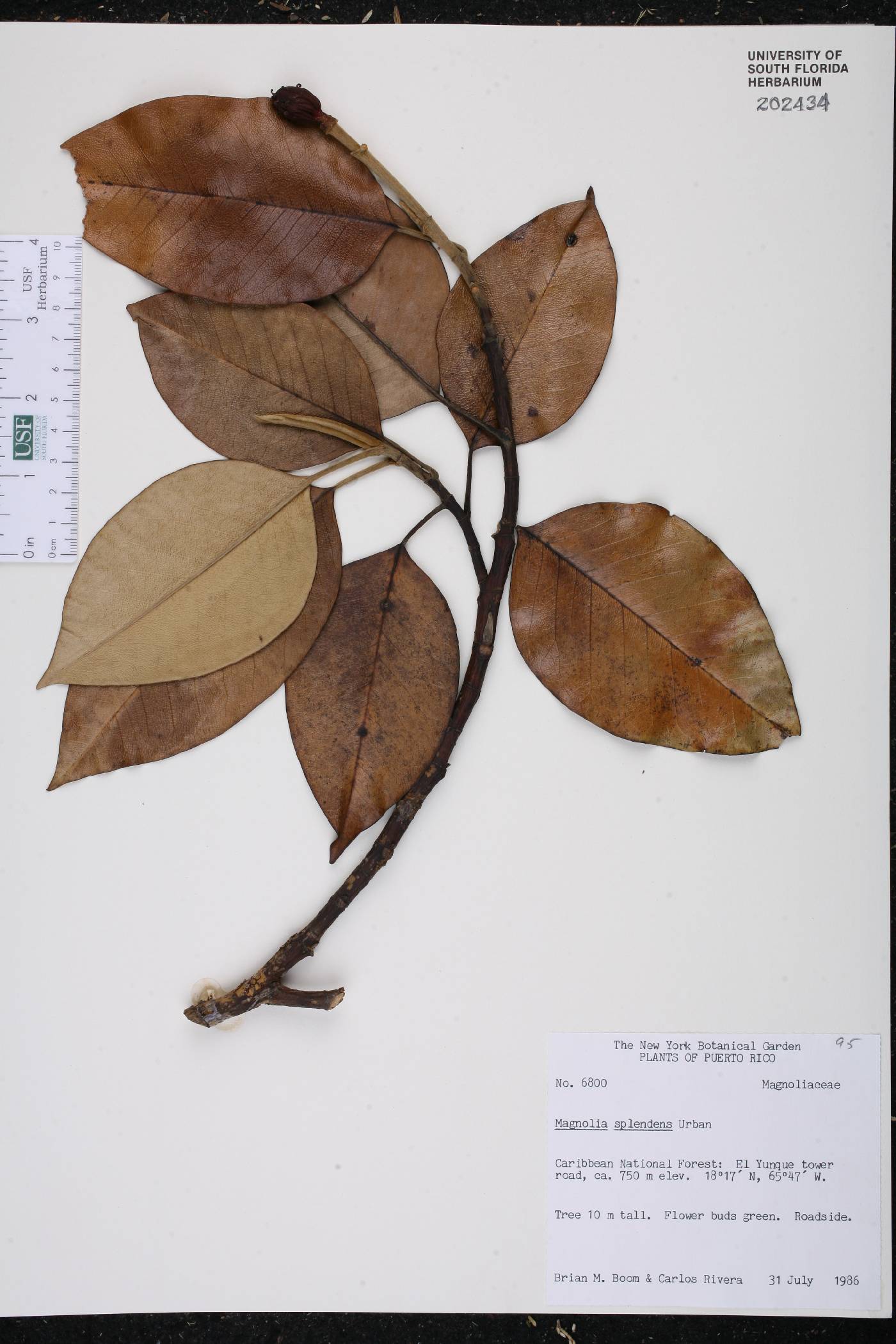 Magnolia splendens image