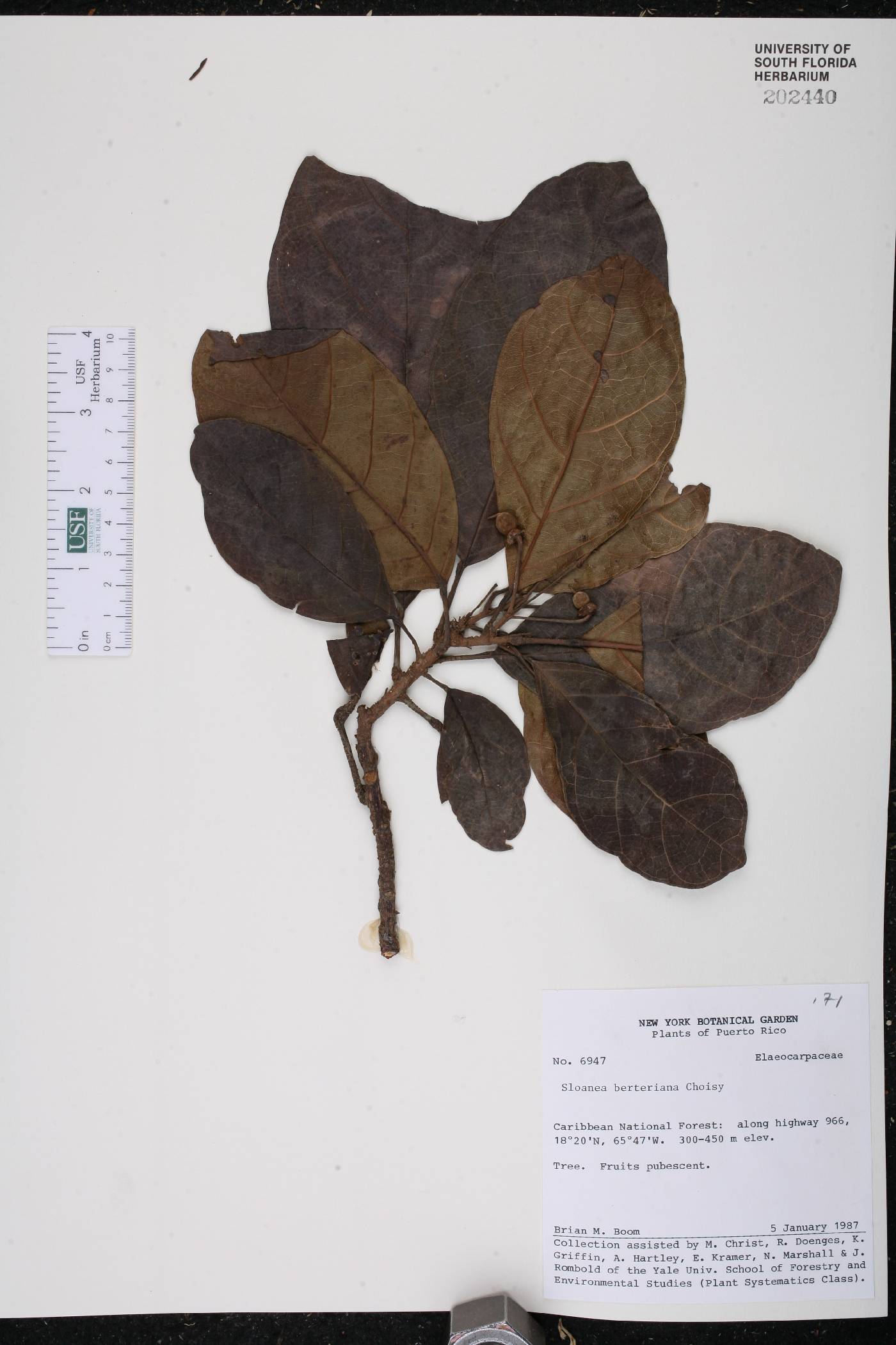 Sloanea berteroana image