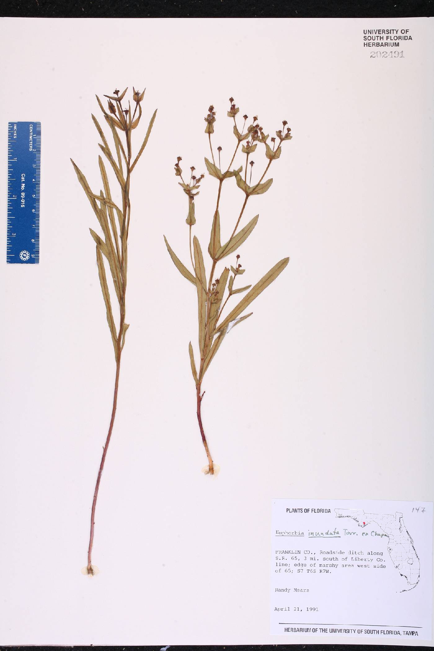 Euphorbia inundata var. inundata image