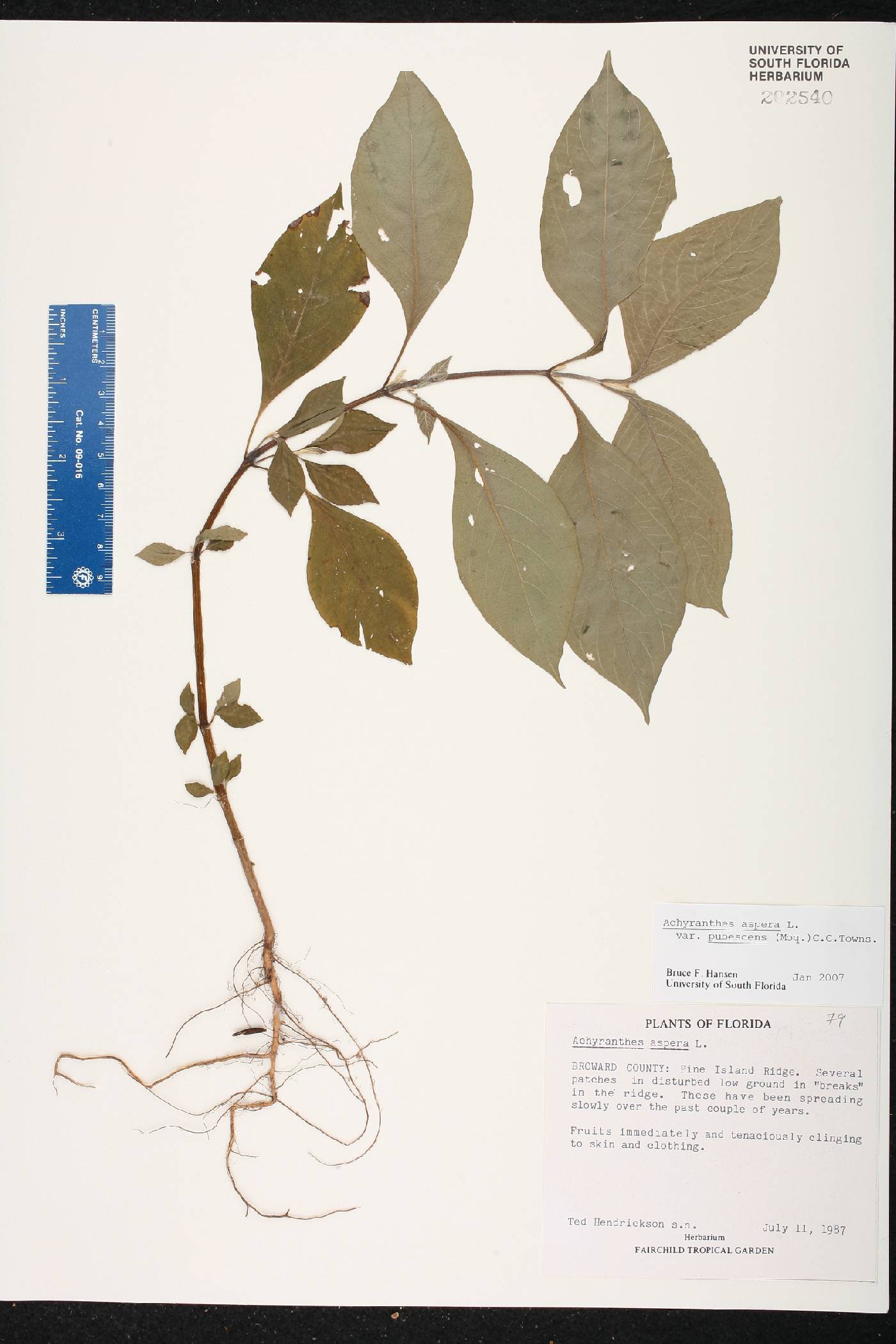 Achyranthes aspera var. pubescens image