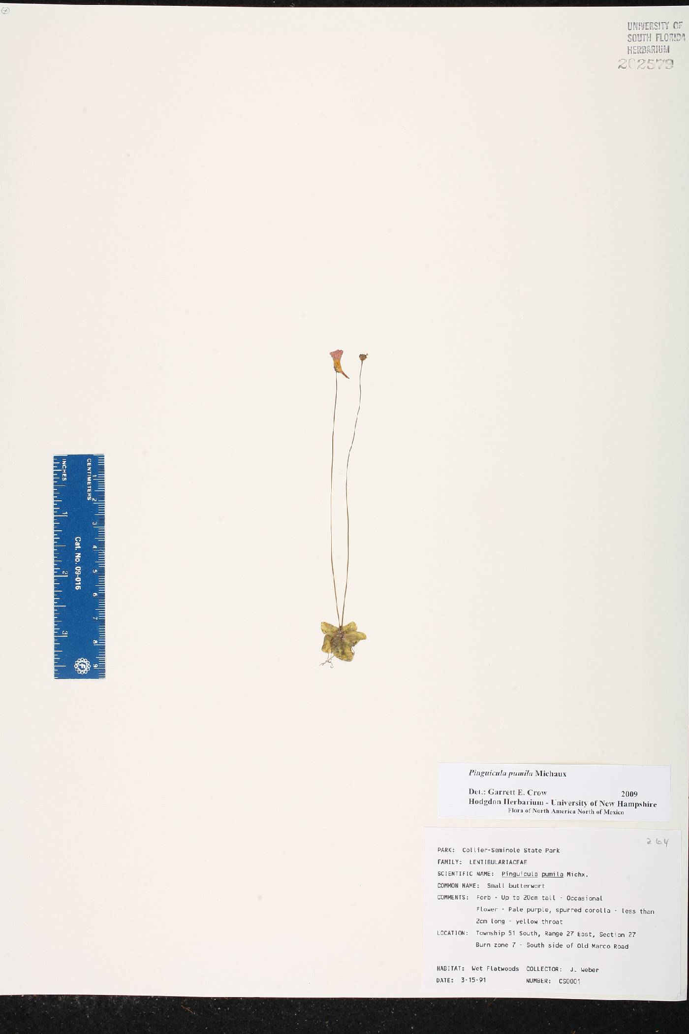 Pinguicula pumila image