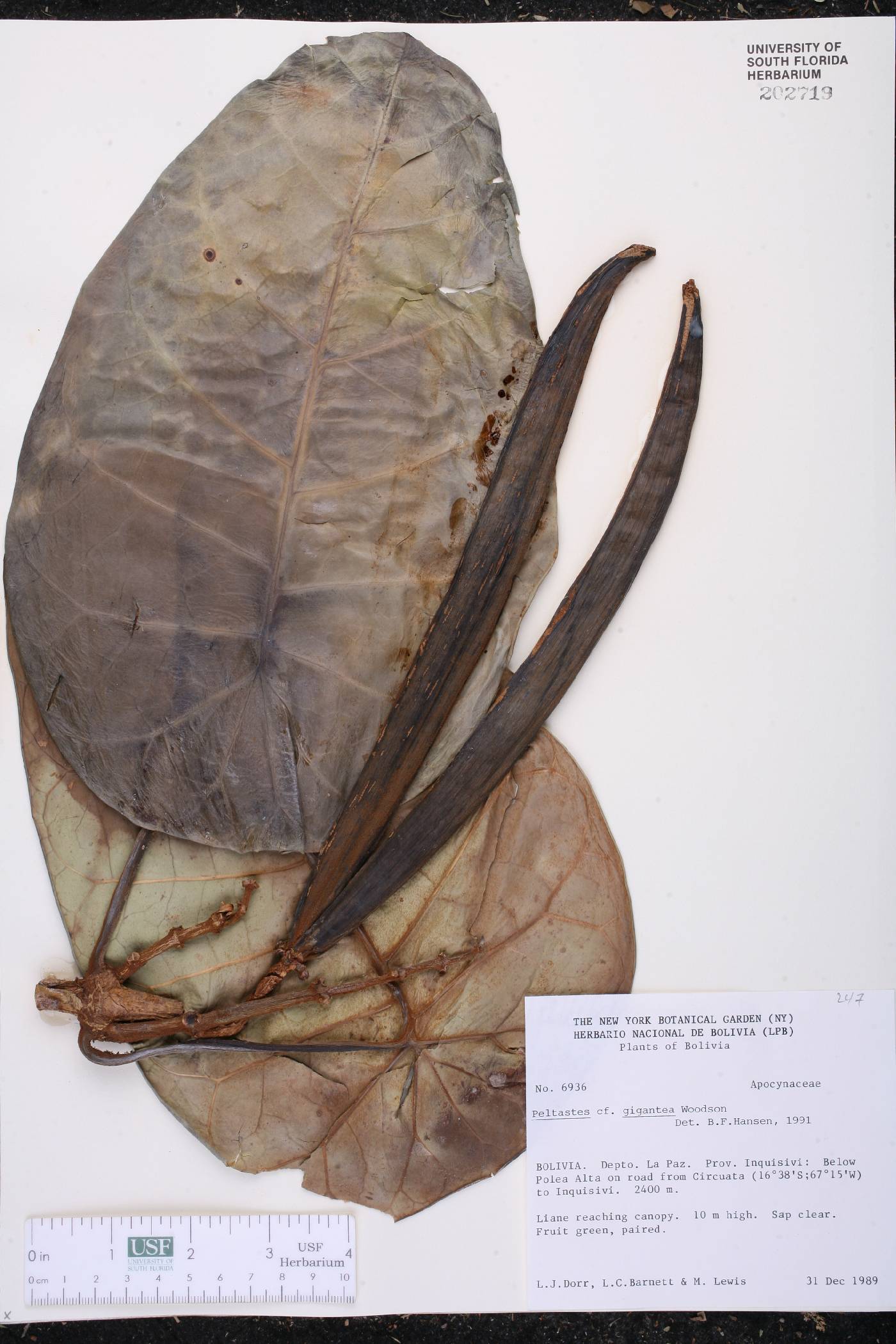 Peltastes giganteus image