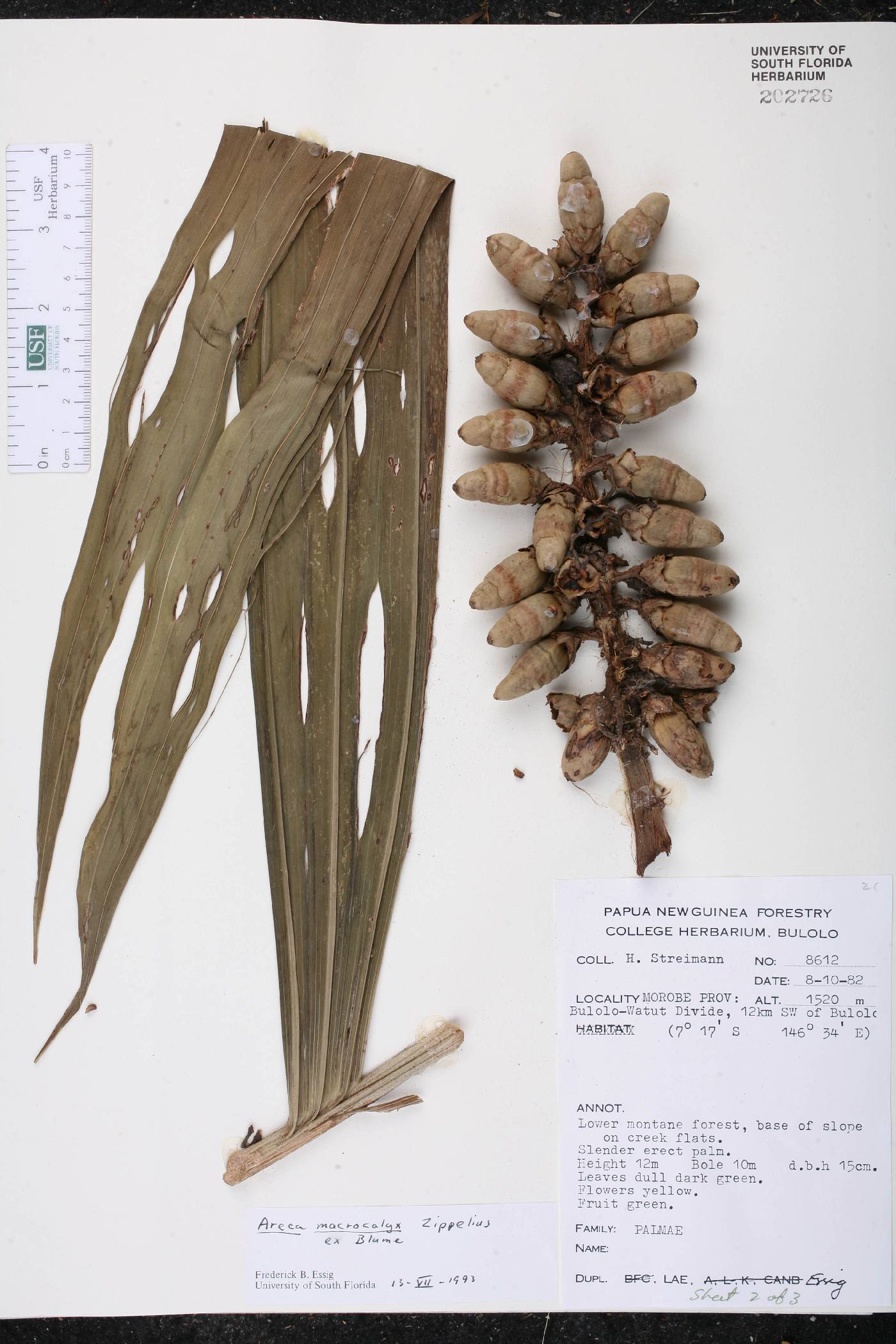 Areca macrocalyx image