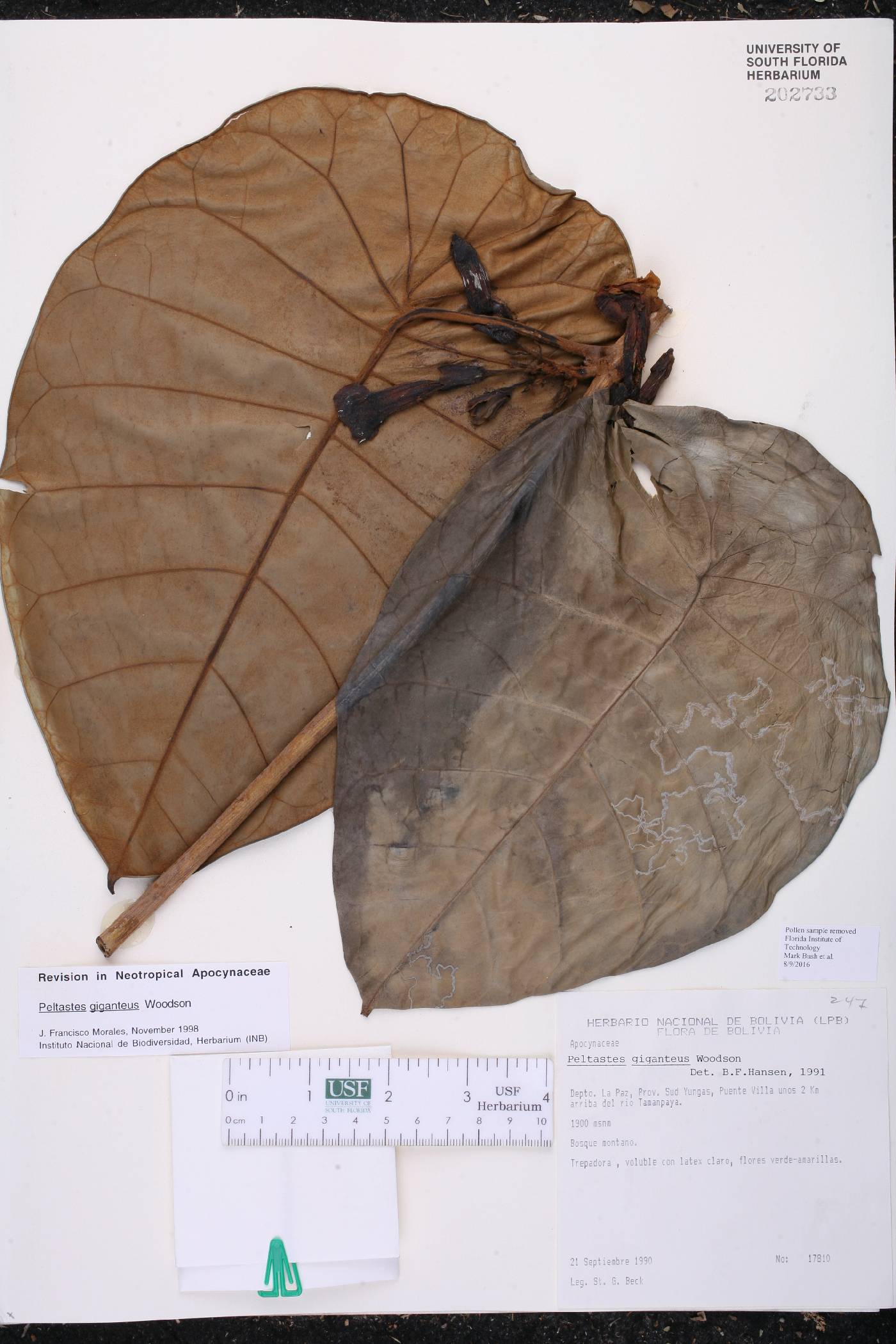 Peltastes giganteus image