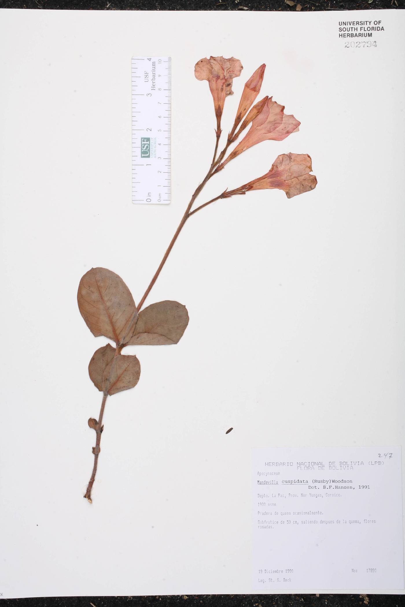 Mandevilla cuspidata image