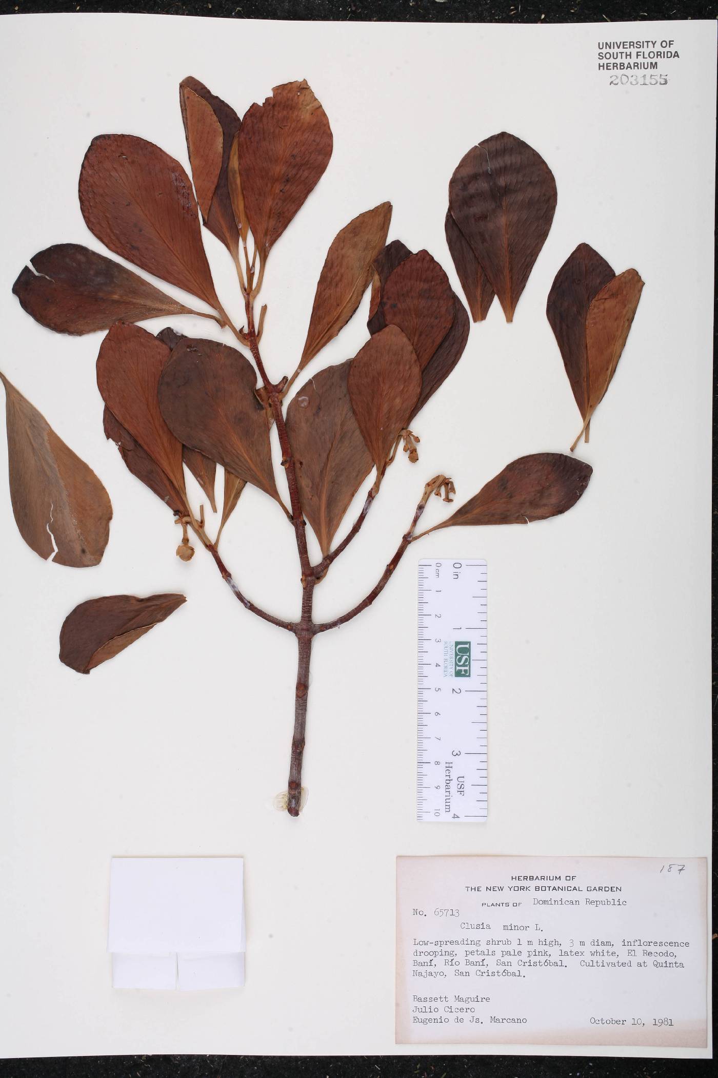 Clusia minor image