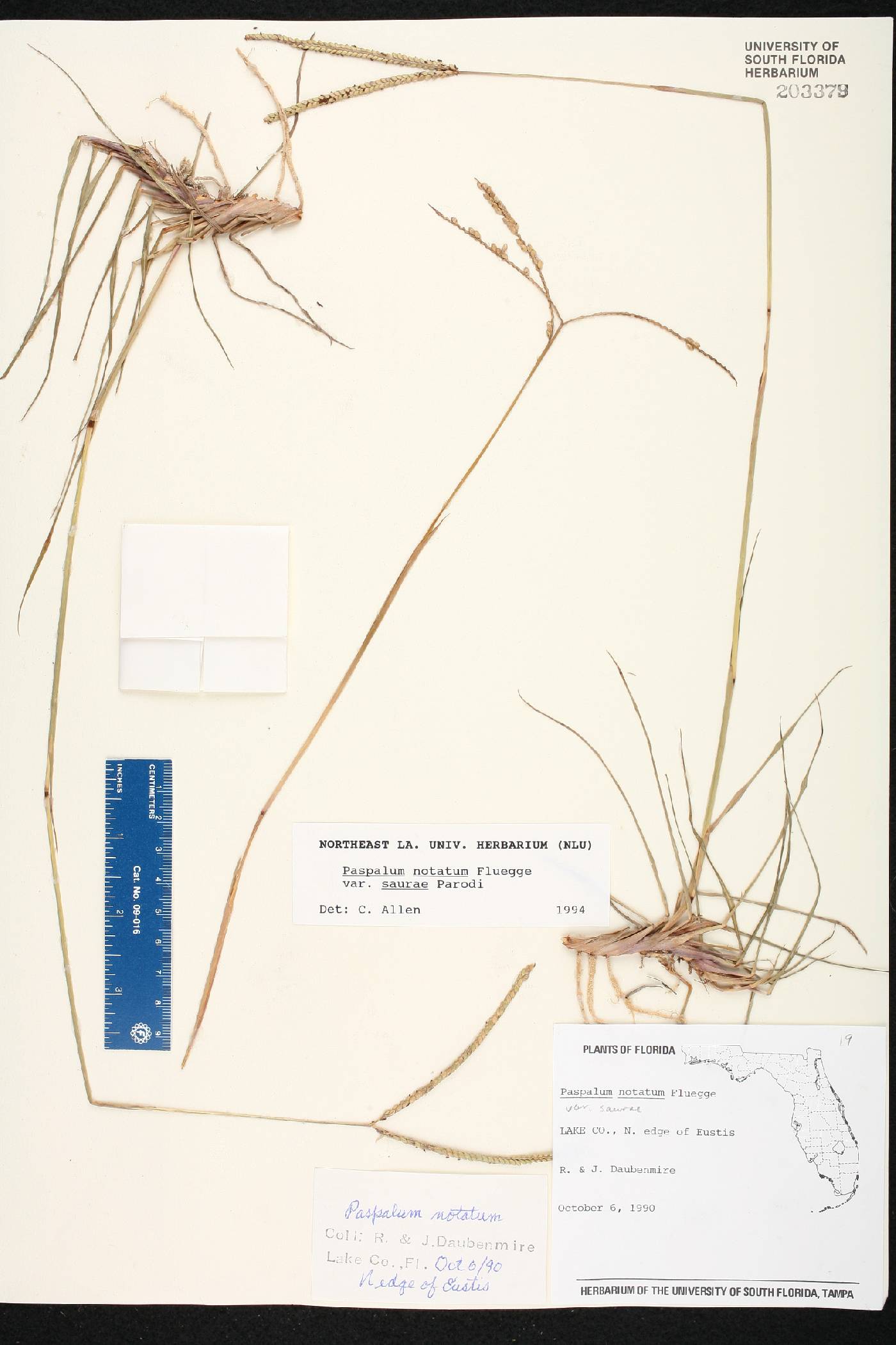 Paspalum notatum var. saurae image