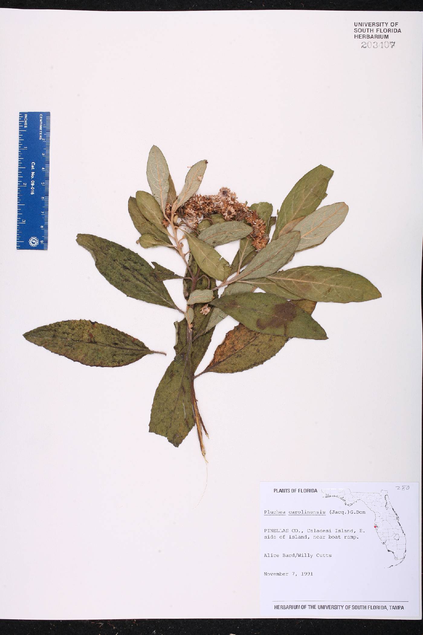 Pluchea carolinensis image