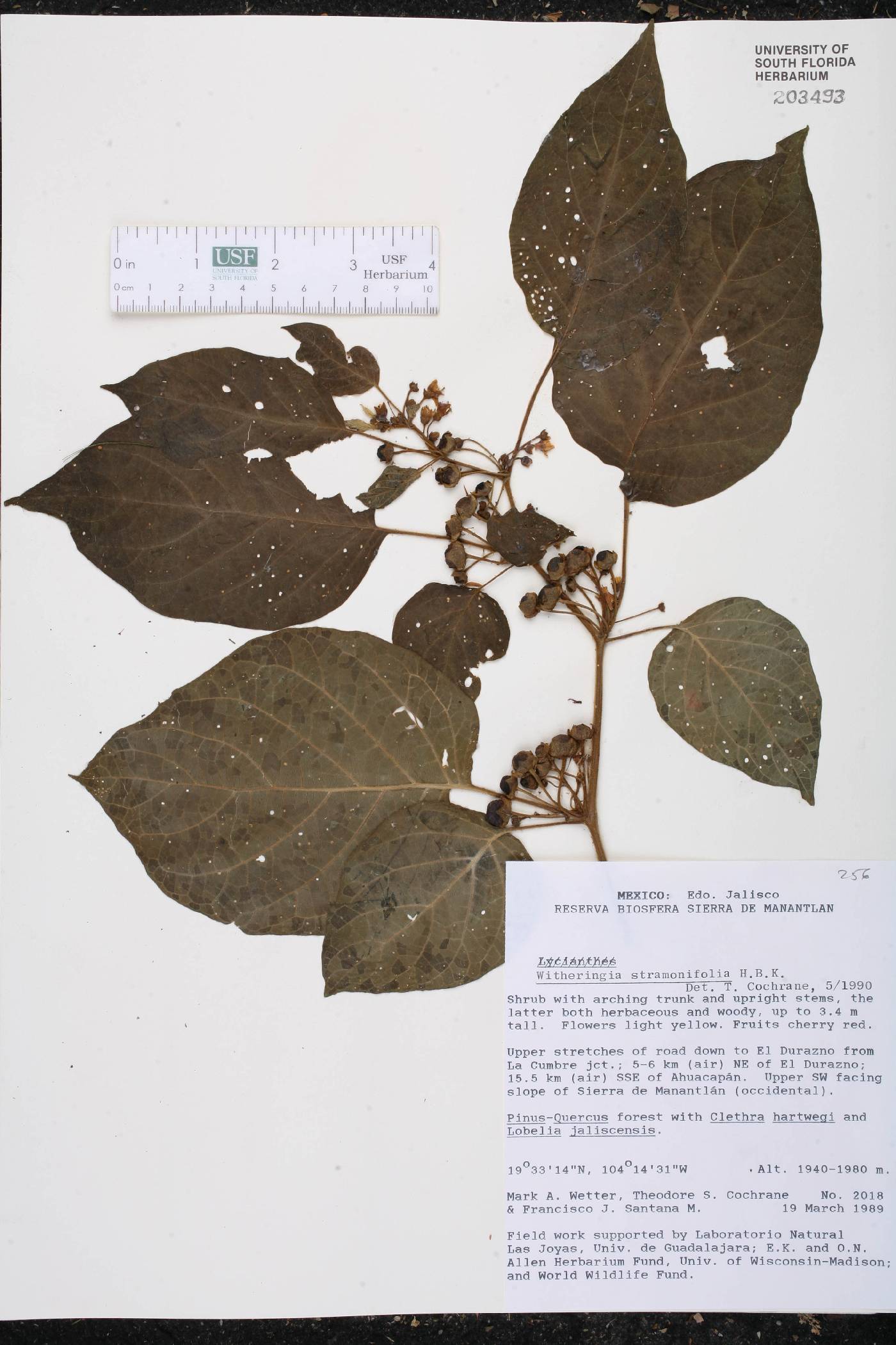 Witheringia stramonifolia image