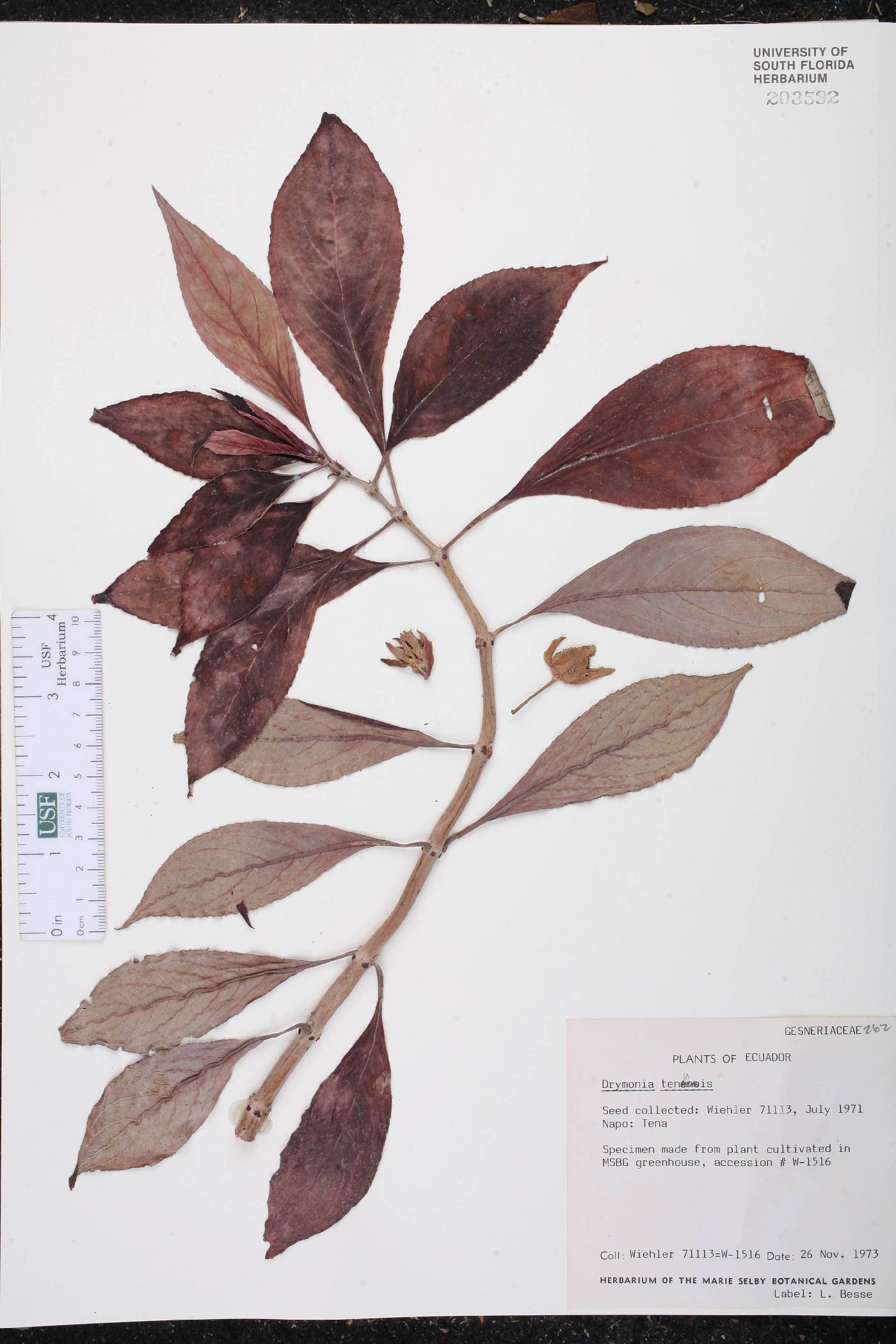 Drymonia tenuis image