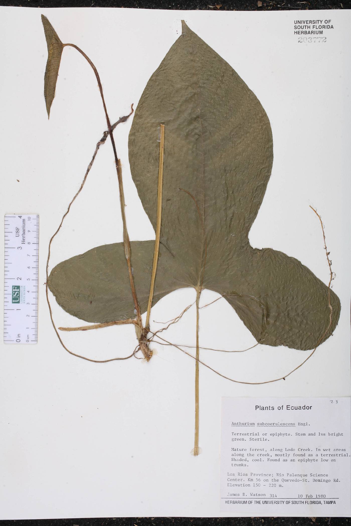 Anthurium subcoerulescens image