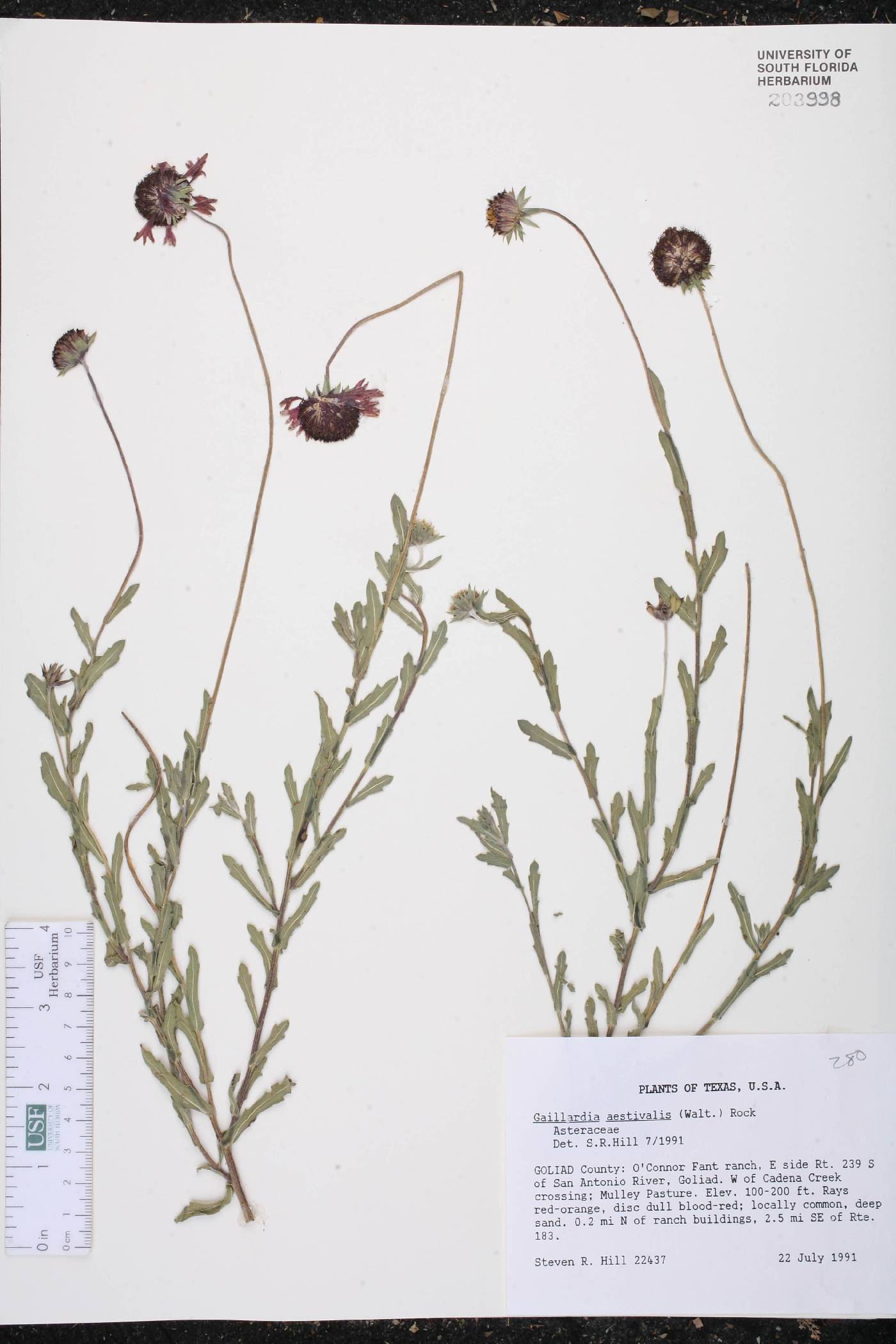 Gaillardia aestivalis image