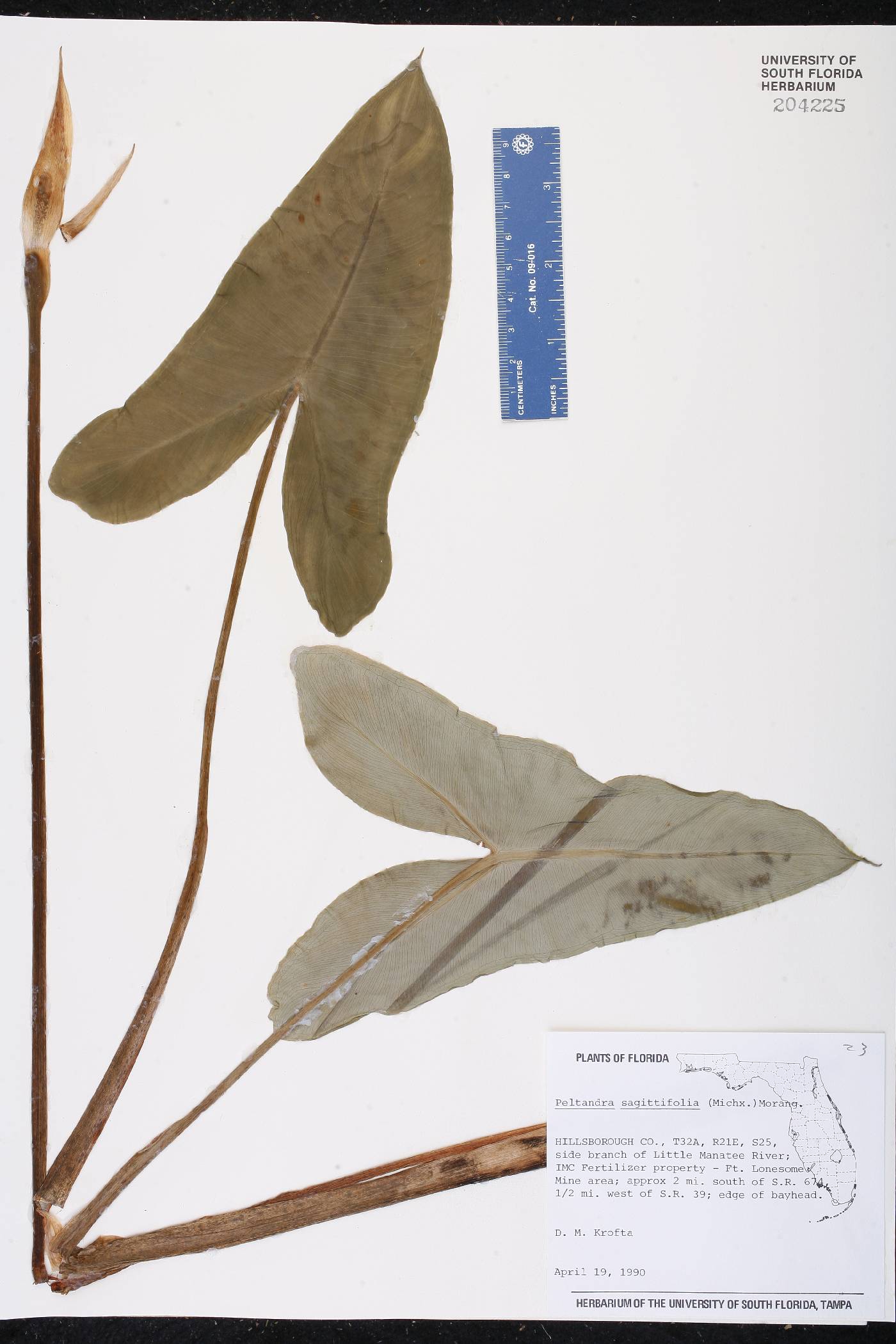 Peltandra sagittifolia image