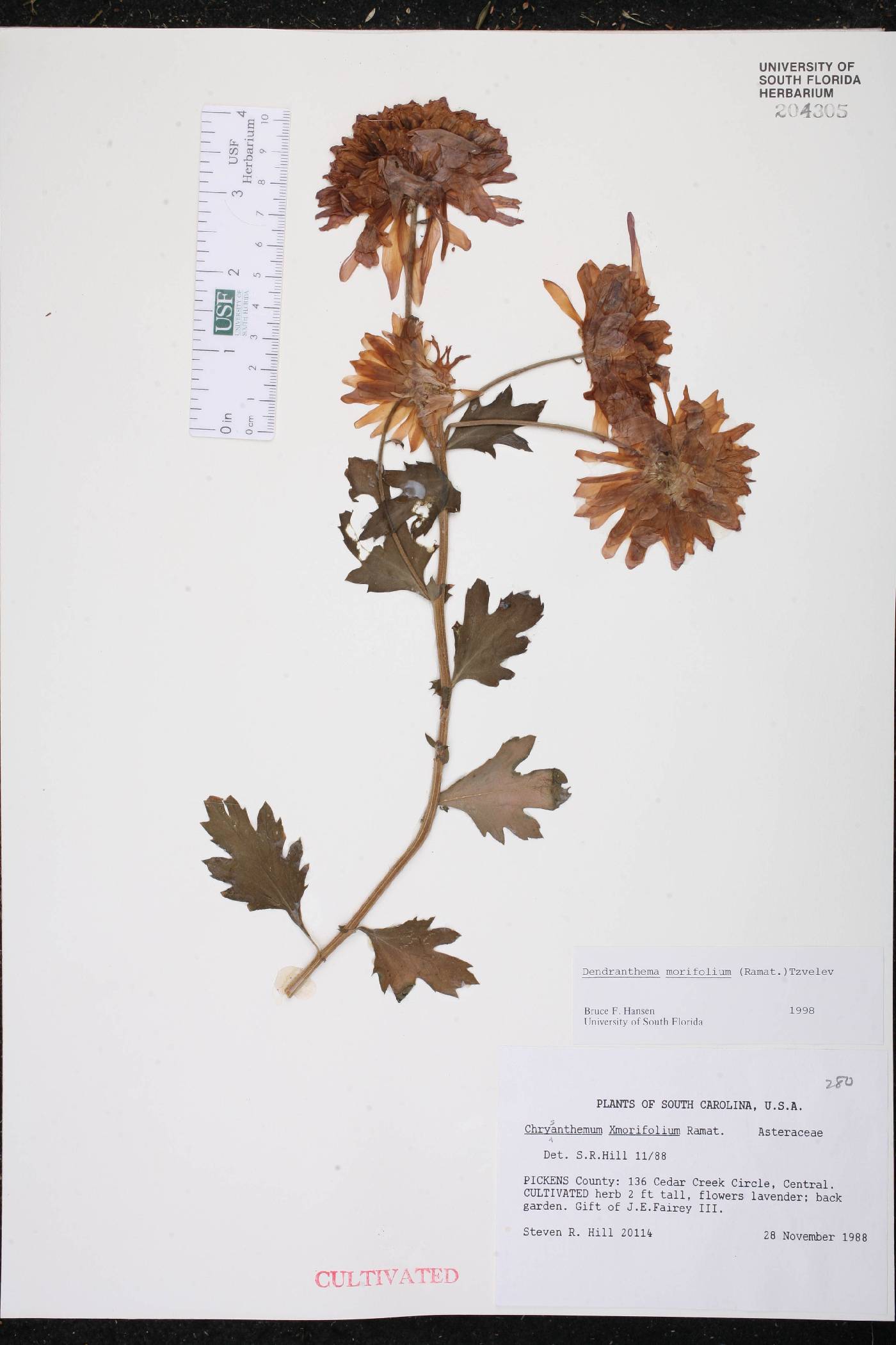 Dendranthema morifolium image