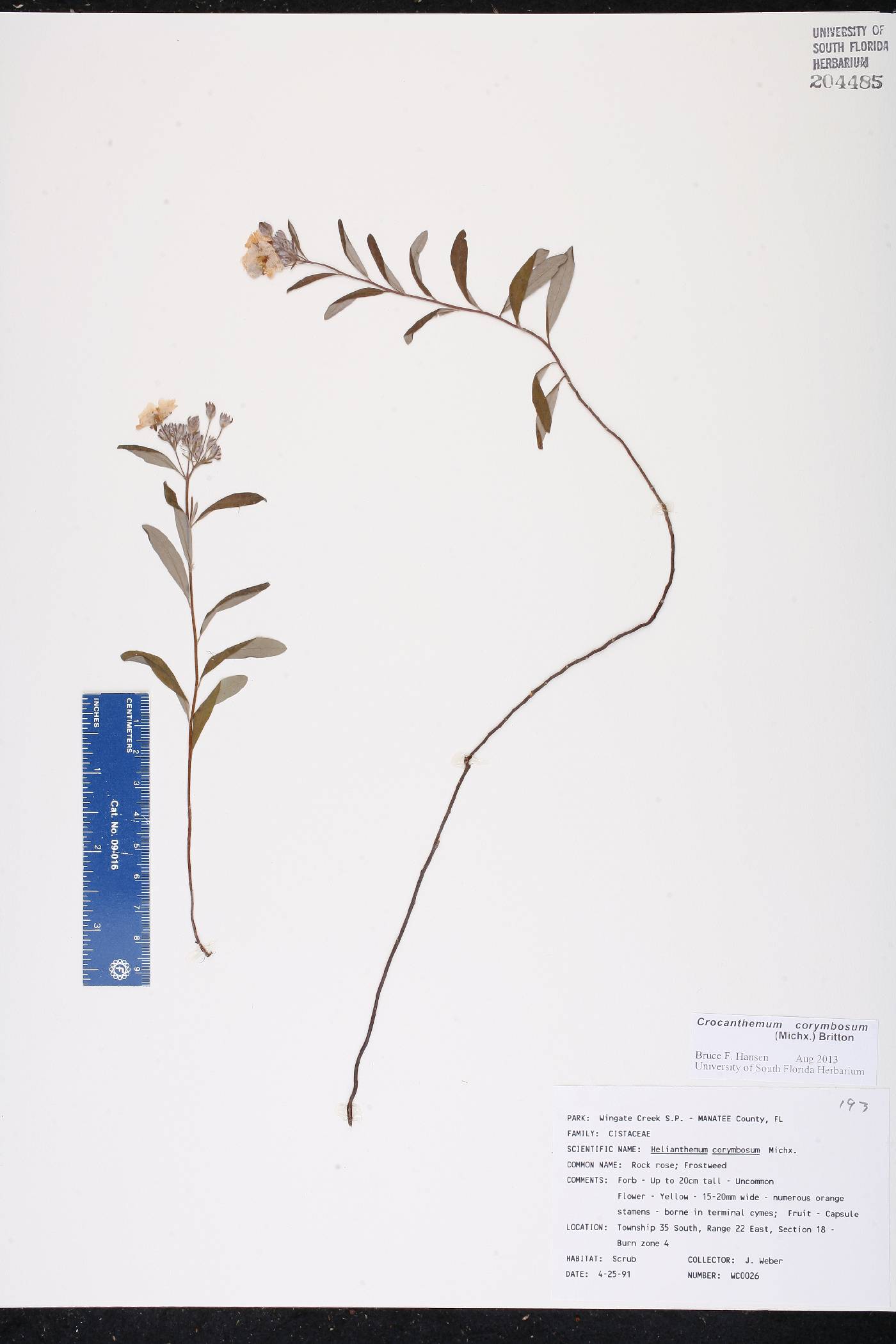 Crocanthemum corymbosum image