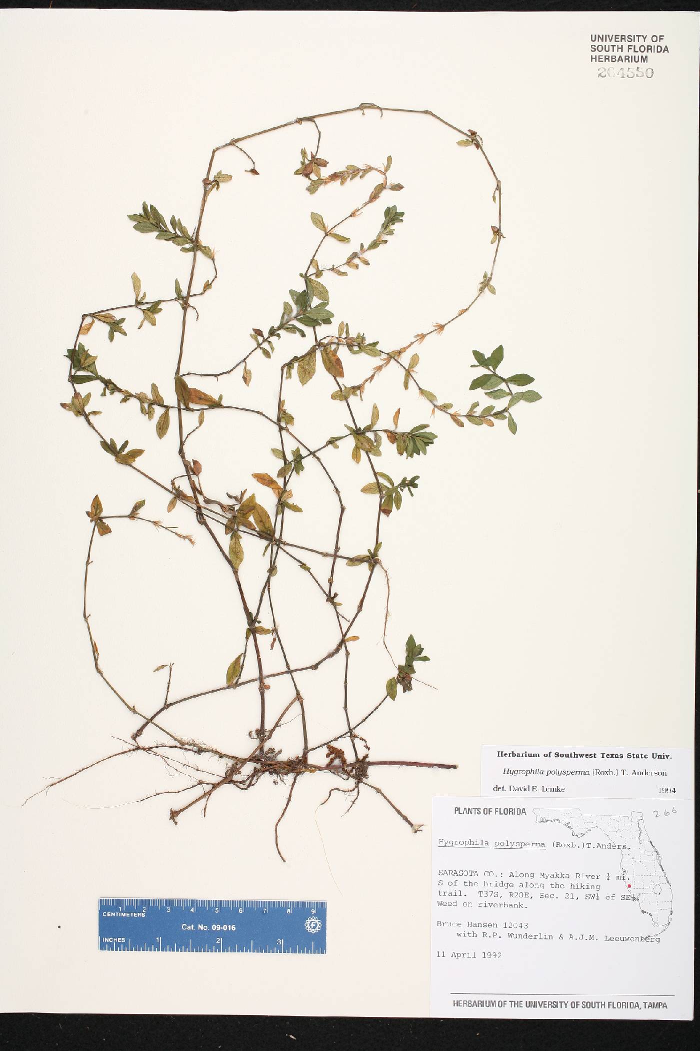Hygrophila polysperma image