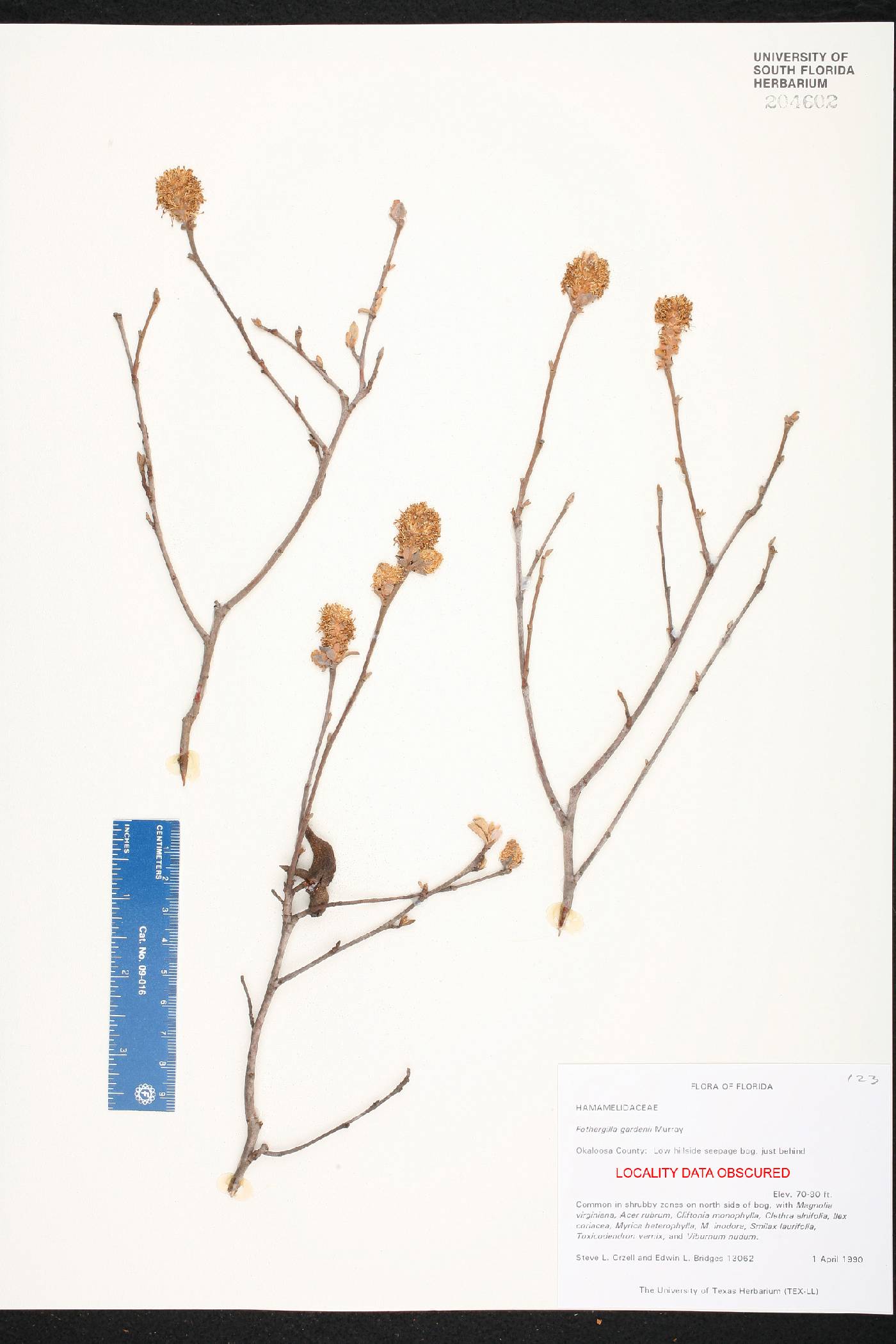 Fothergilla gardenii image