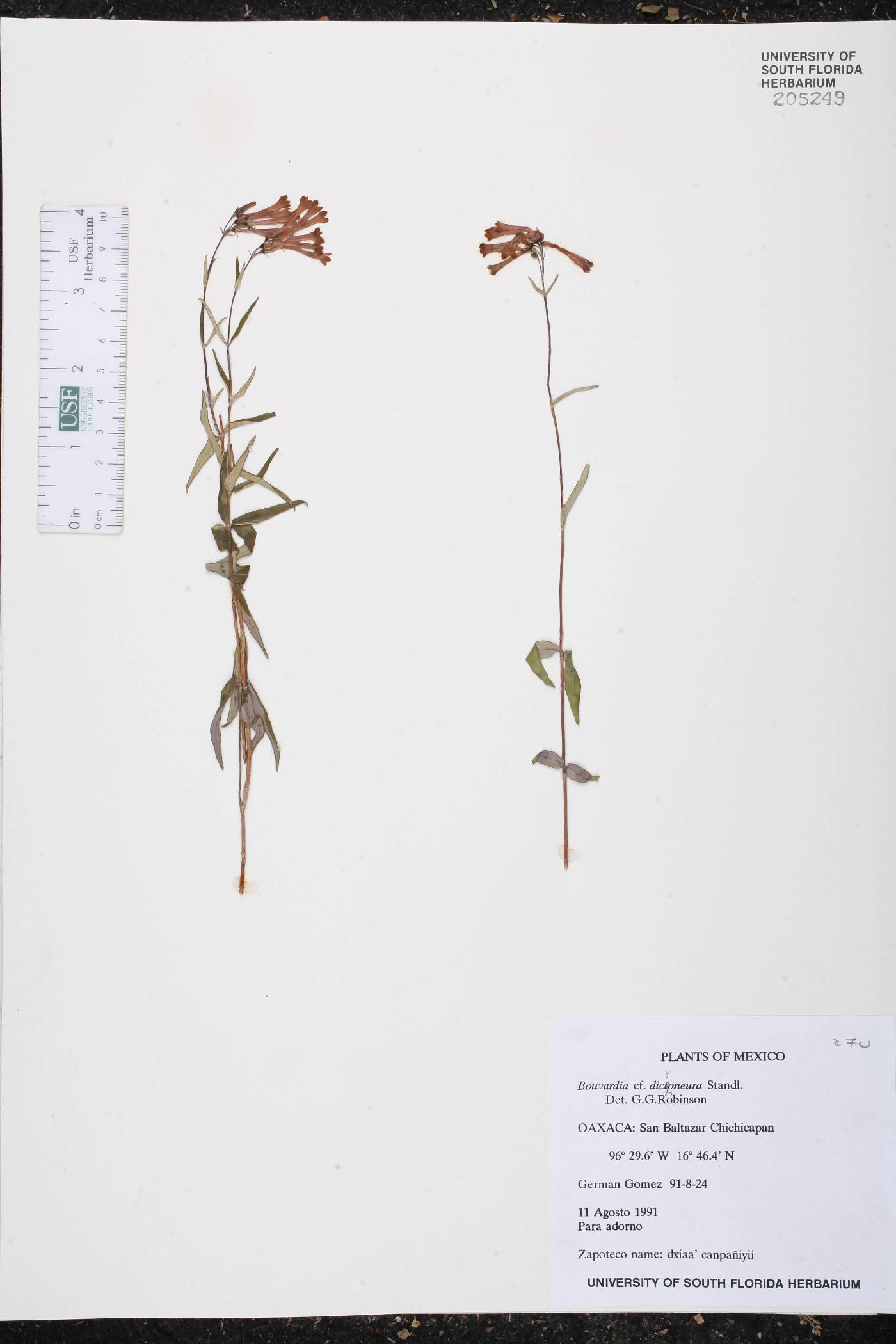 Bouvardia dictyoneura image