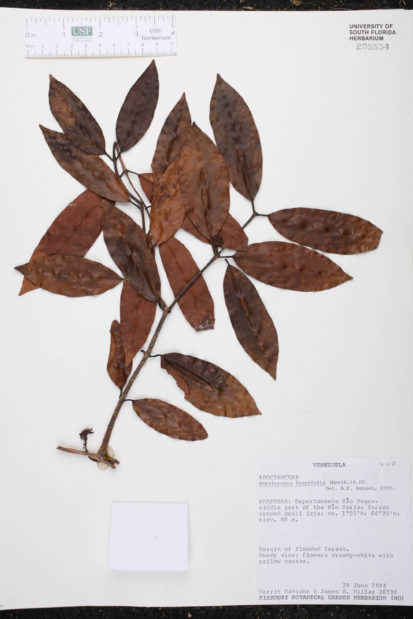 Forsteronia laurifolia image