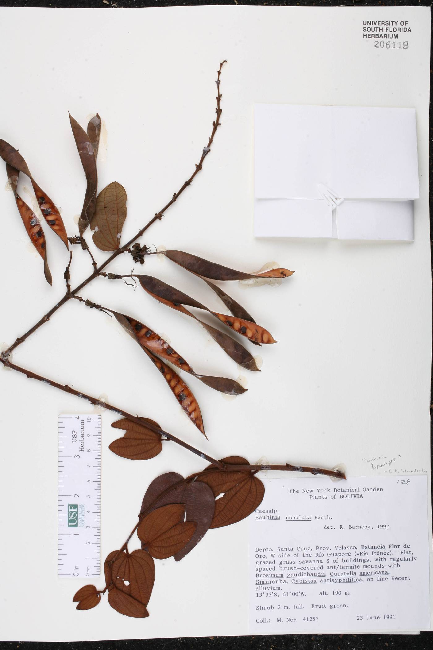Bauhinia brevipes image