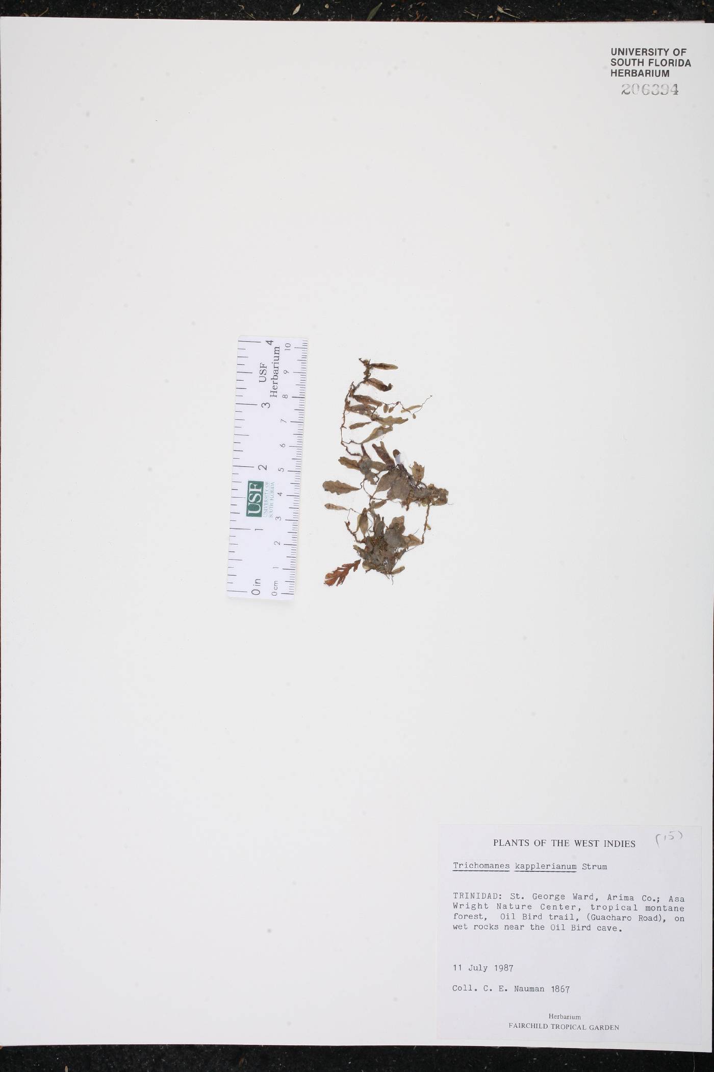 Trichomanes kapplerianum image