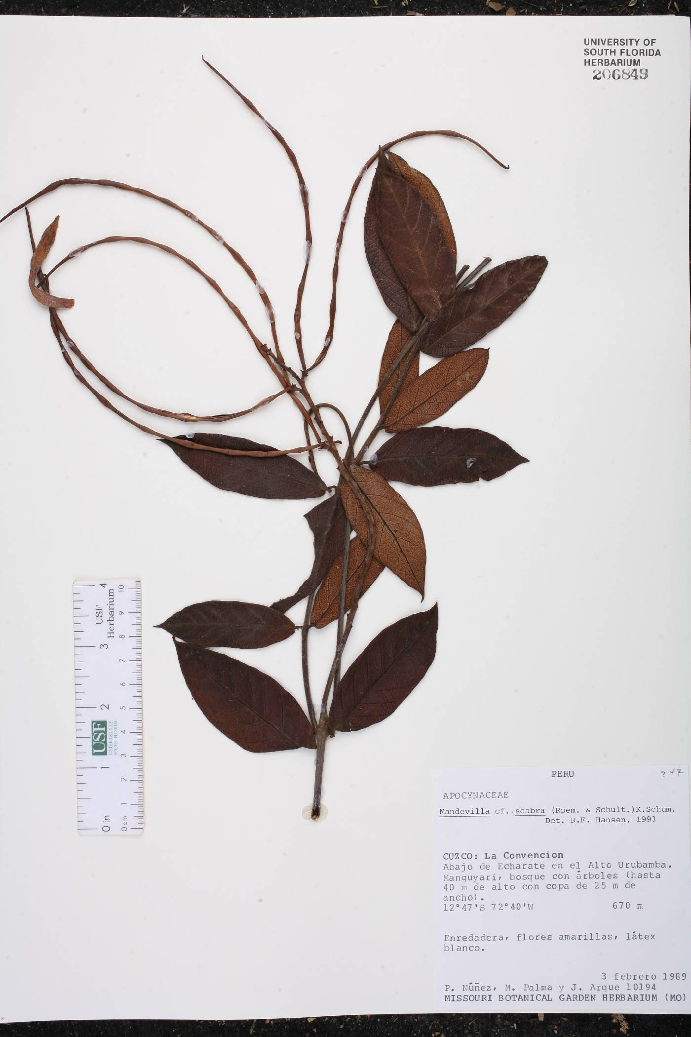 Mandevilla scabra image