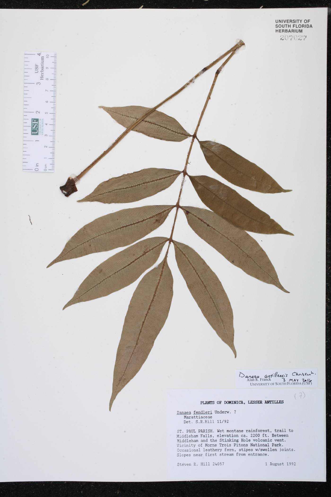 Danaea antillensis image