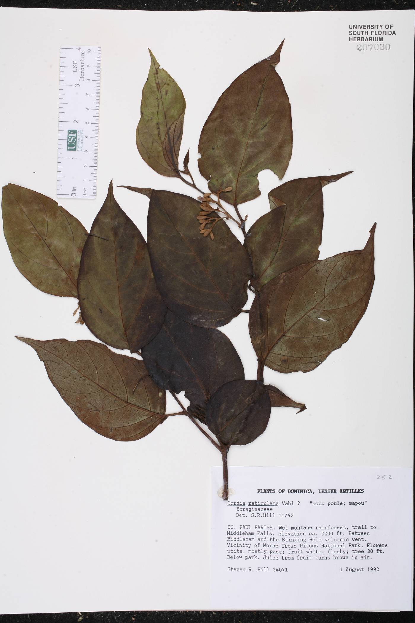 Cordia sinensis image