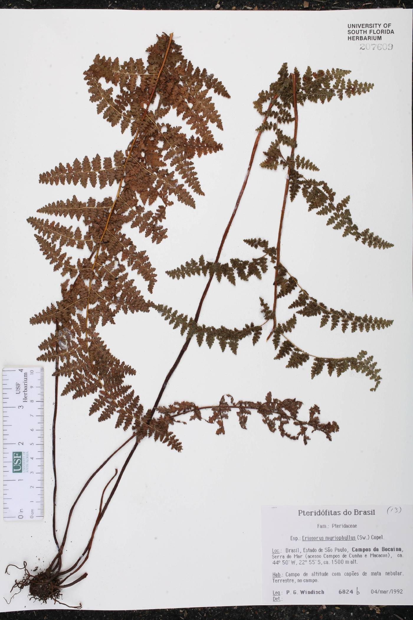 Eriosorus myriophyllus image