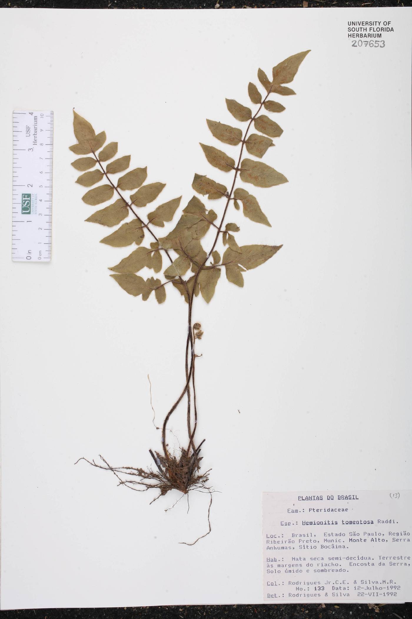 Hemionitis tomentosa image