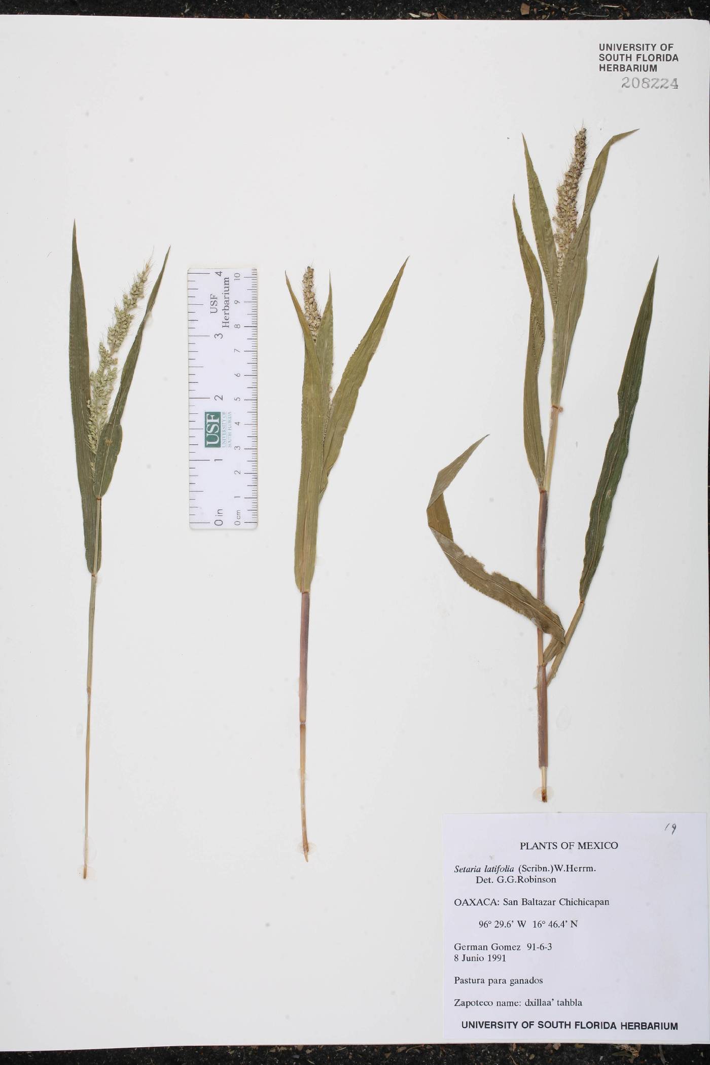 Setaria latifolia image