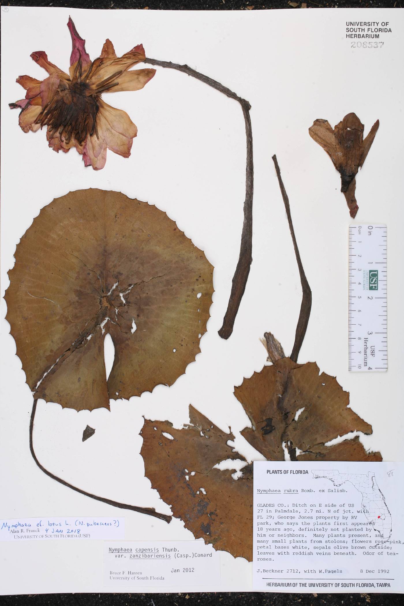 Nymphaea lotus image