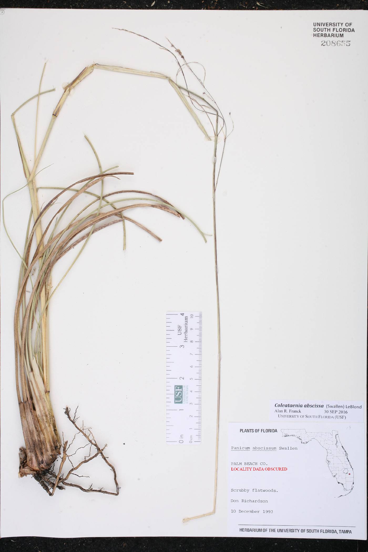 Coleataenia abscissa image