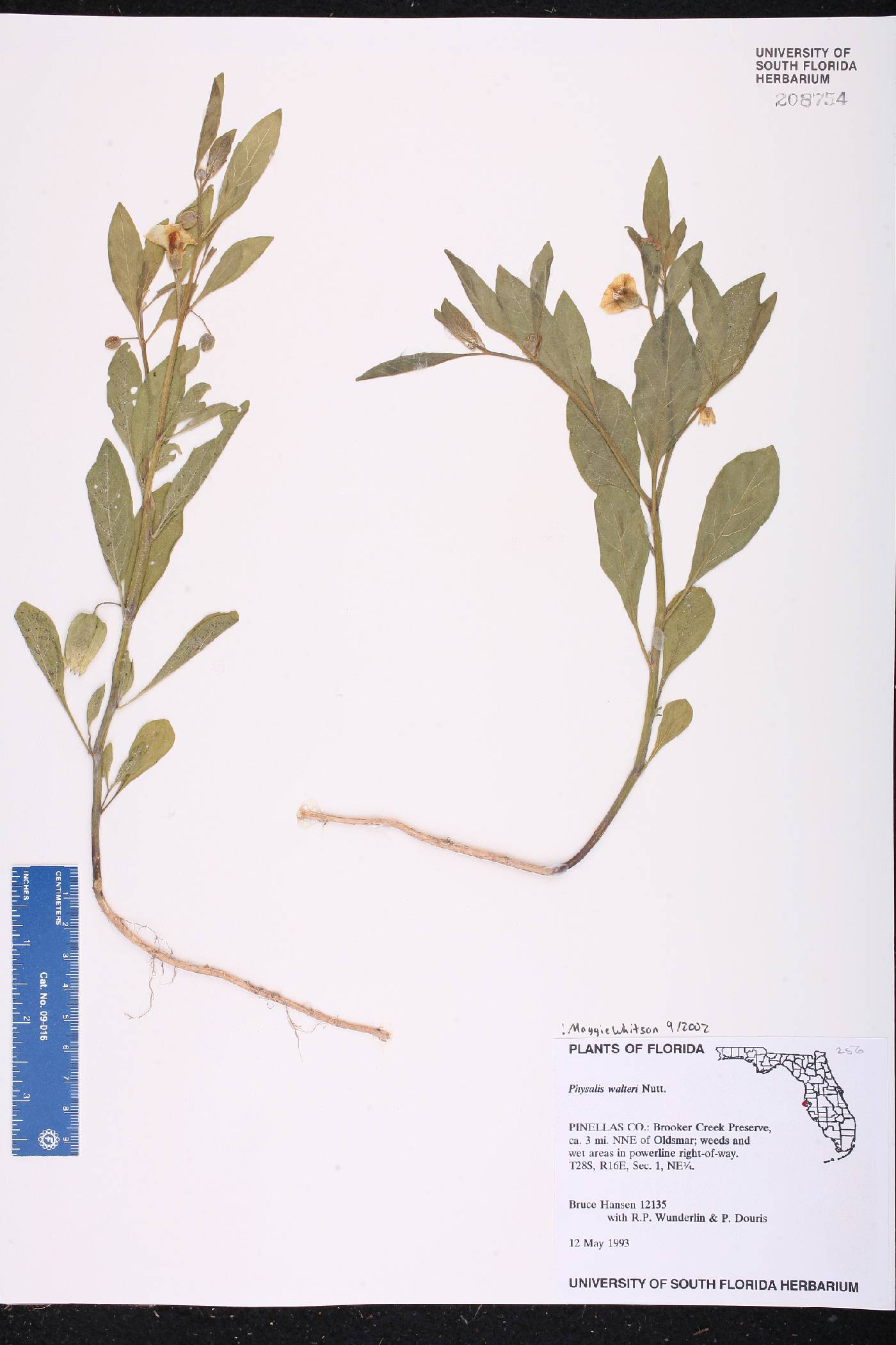Physalis walteri image