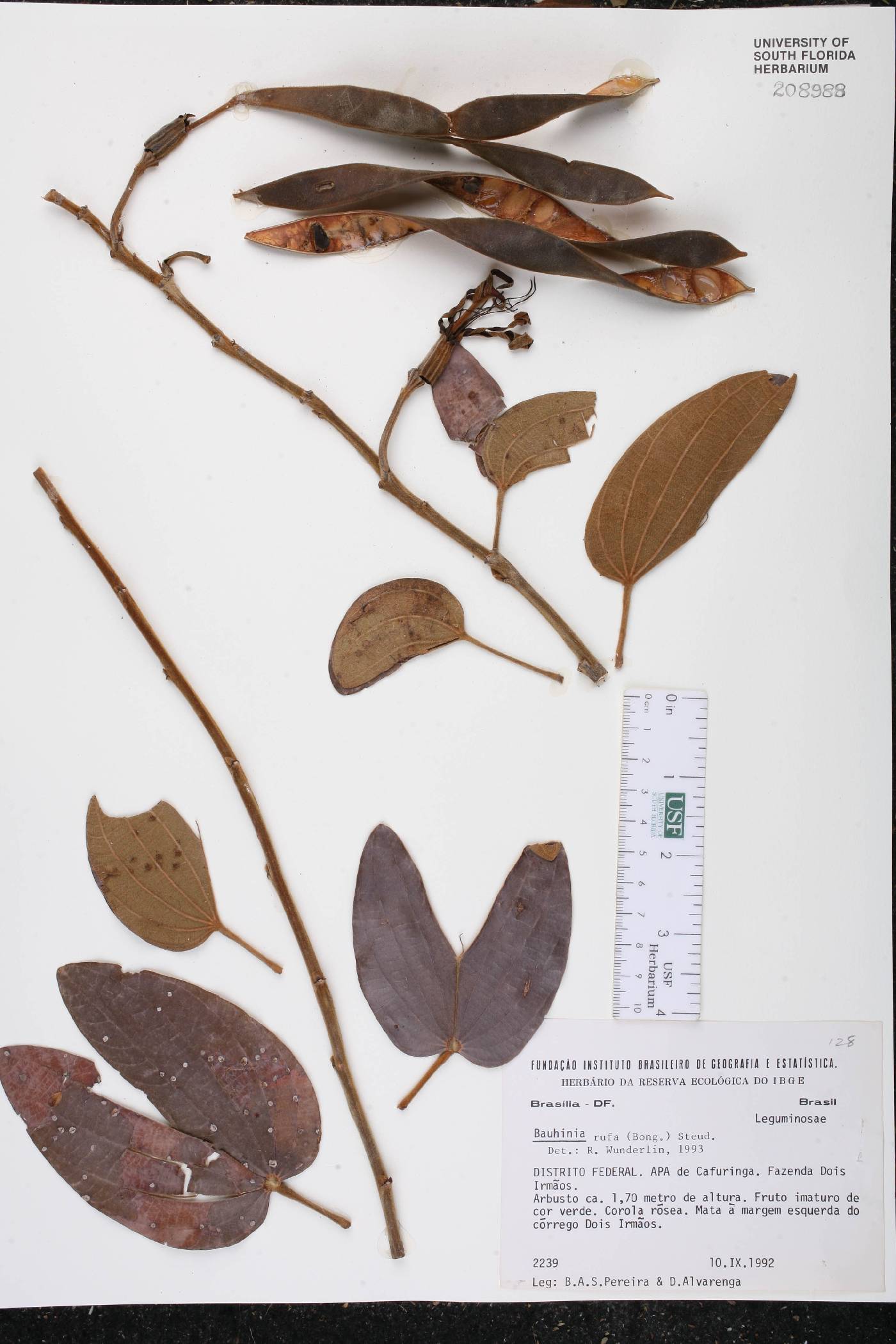 Bauhinia rufa image