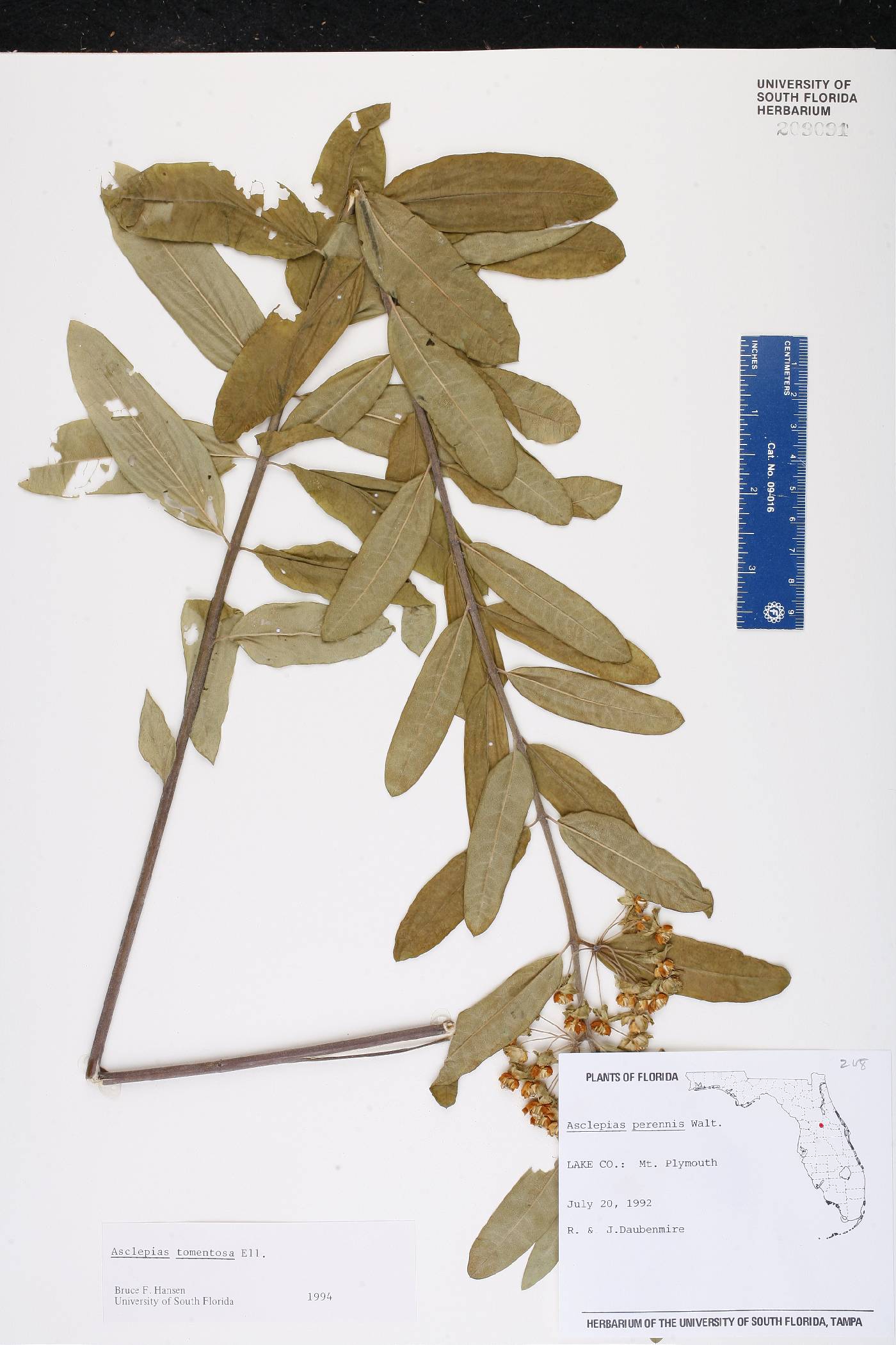 Asclepias tomentosa image