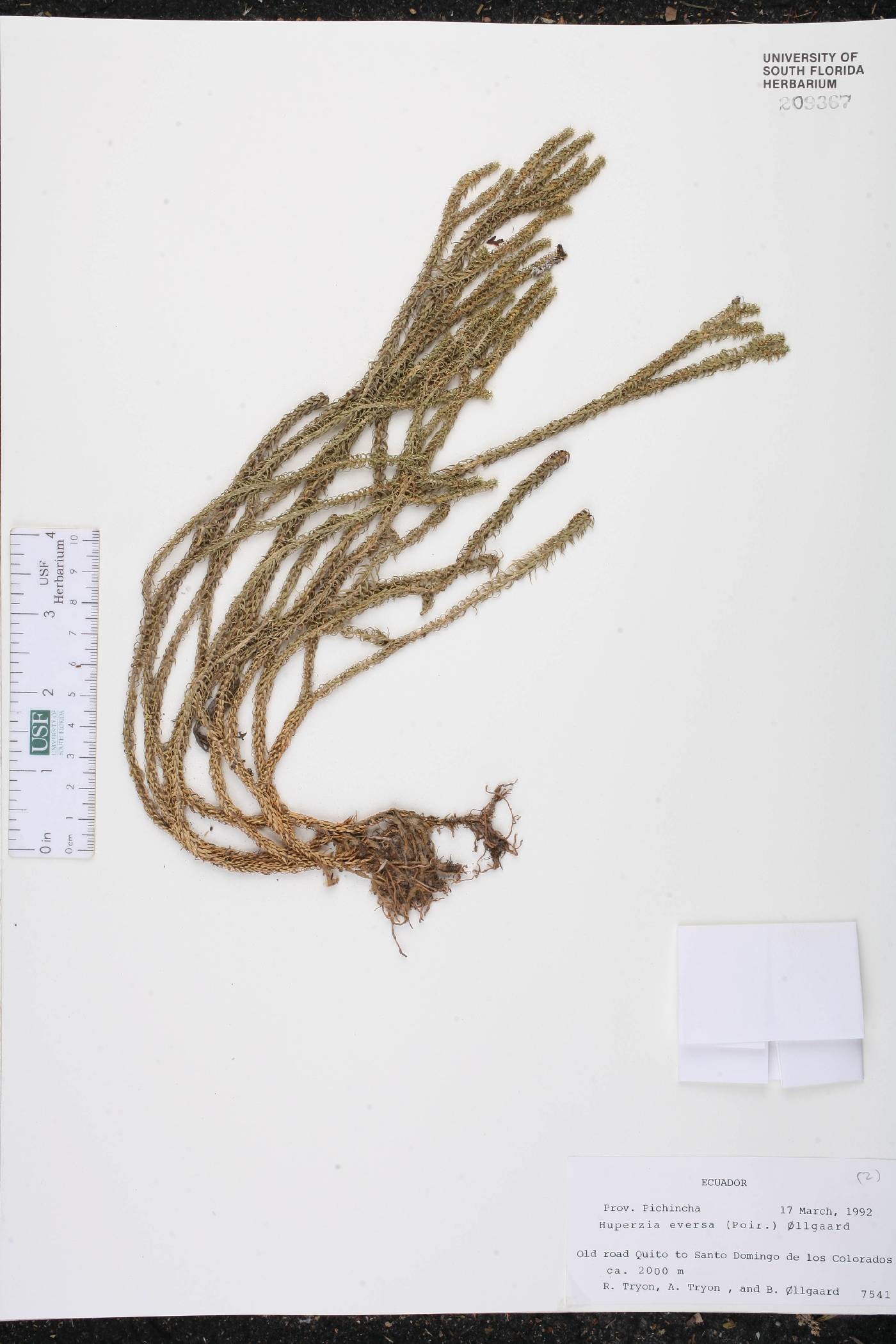 Phlegmariurus eversus image