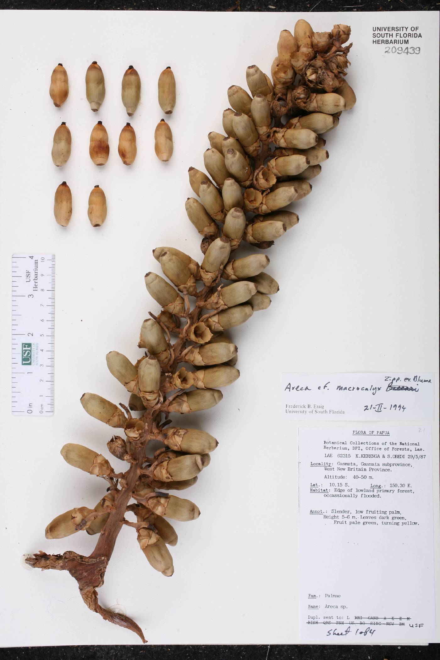 Areca macrocalyx image