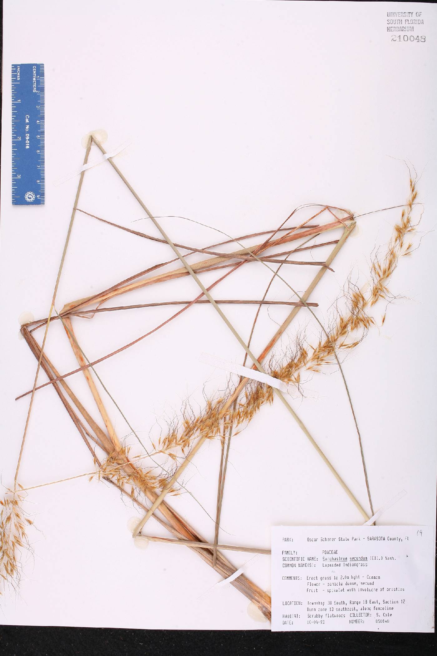 Sorghastrum secundum image